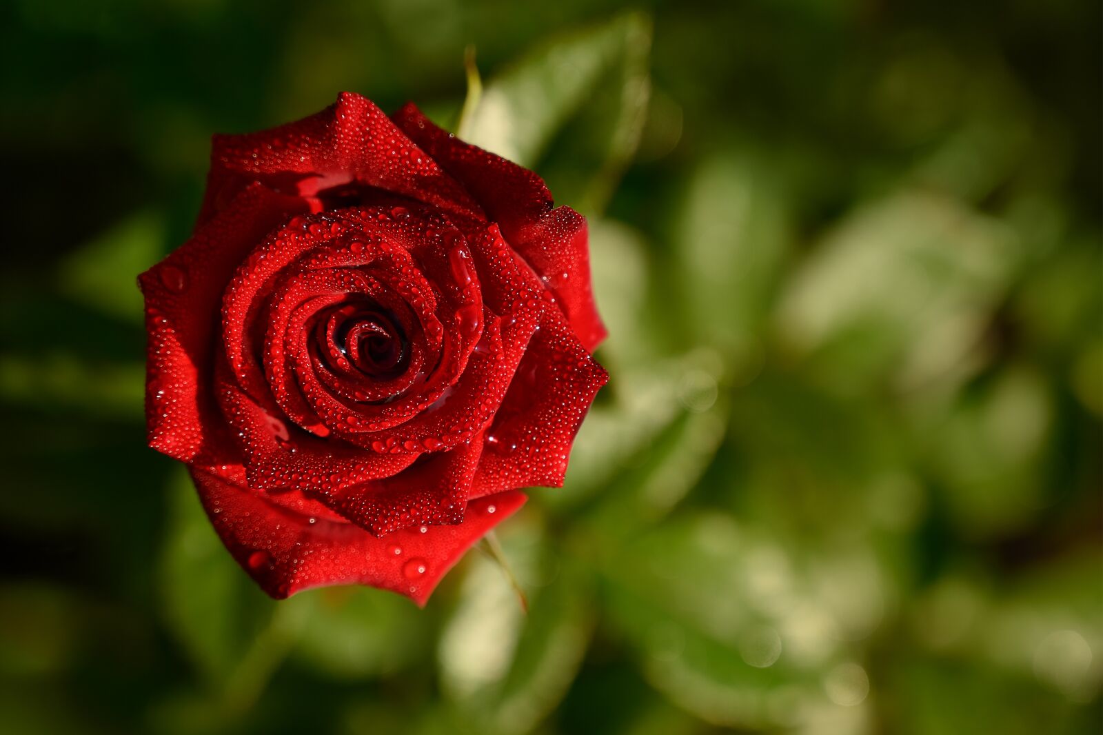 Nikon Z6 sample photo. Rose, dew, red rose photography