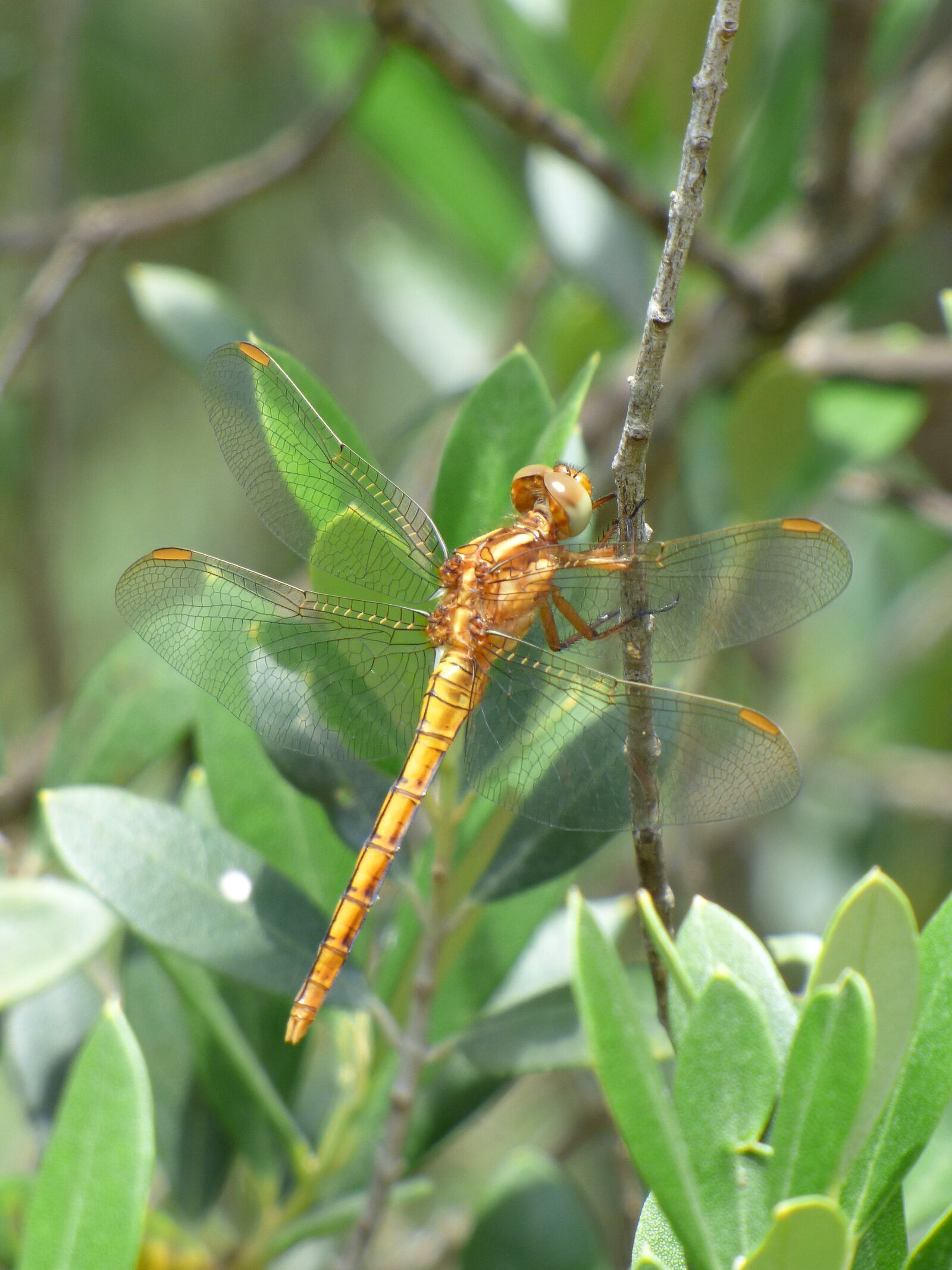 Panasonic Lumix DMC-FZ70 sample photo. Dragonfly, winged insect, yellow photography
