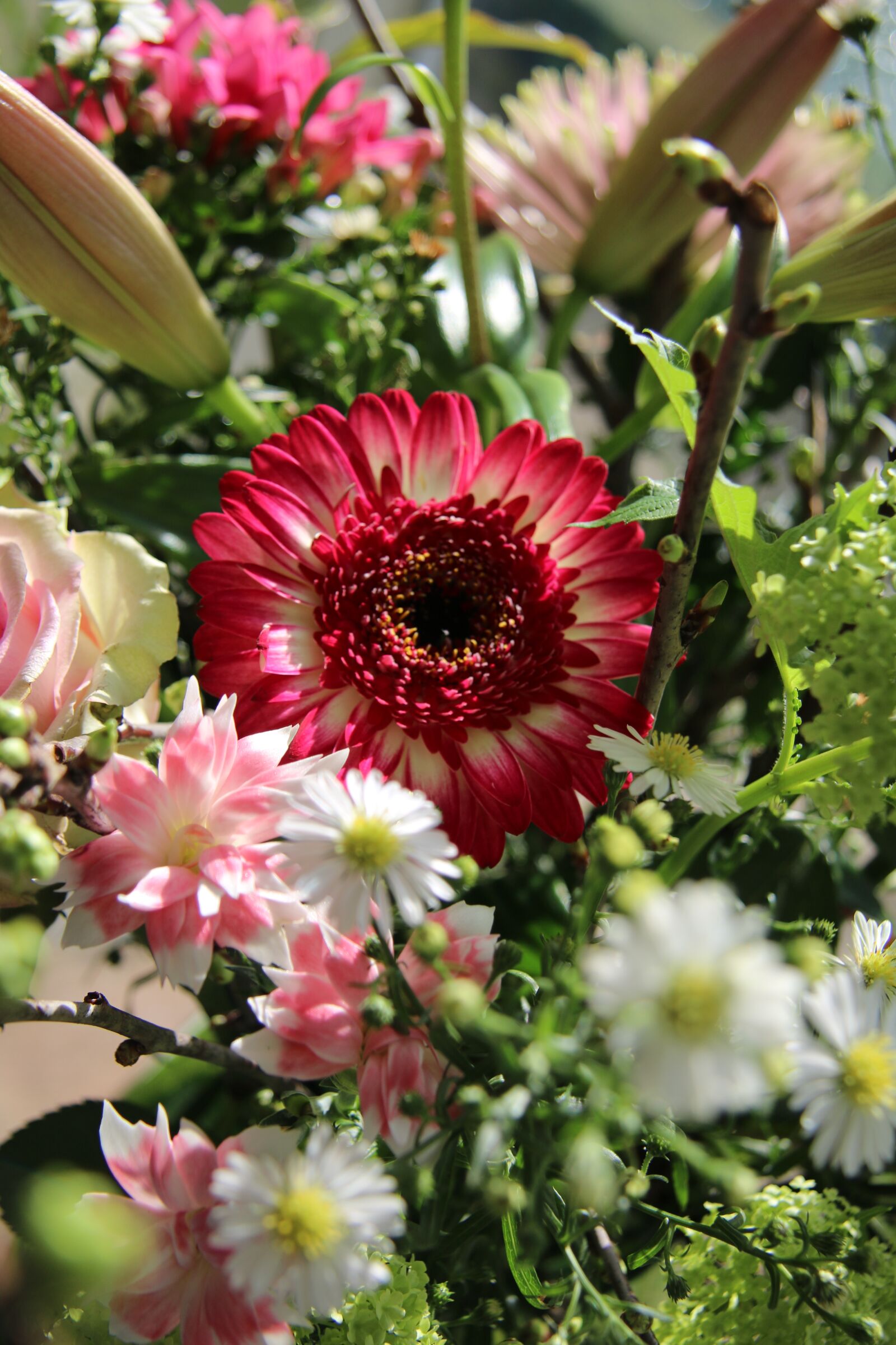 Canon EF-S 17-85mm F4-5.6 IS USM sample photo. Flowers, red, nice photography