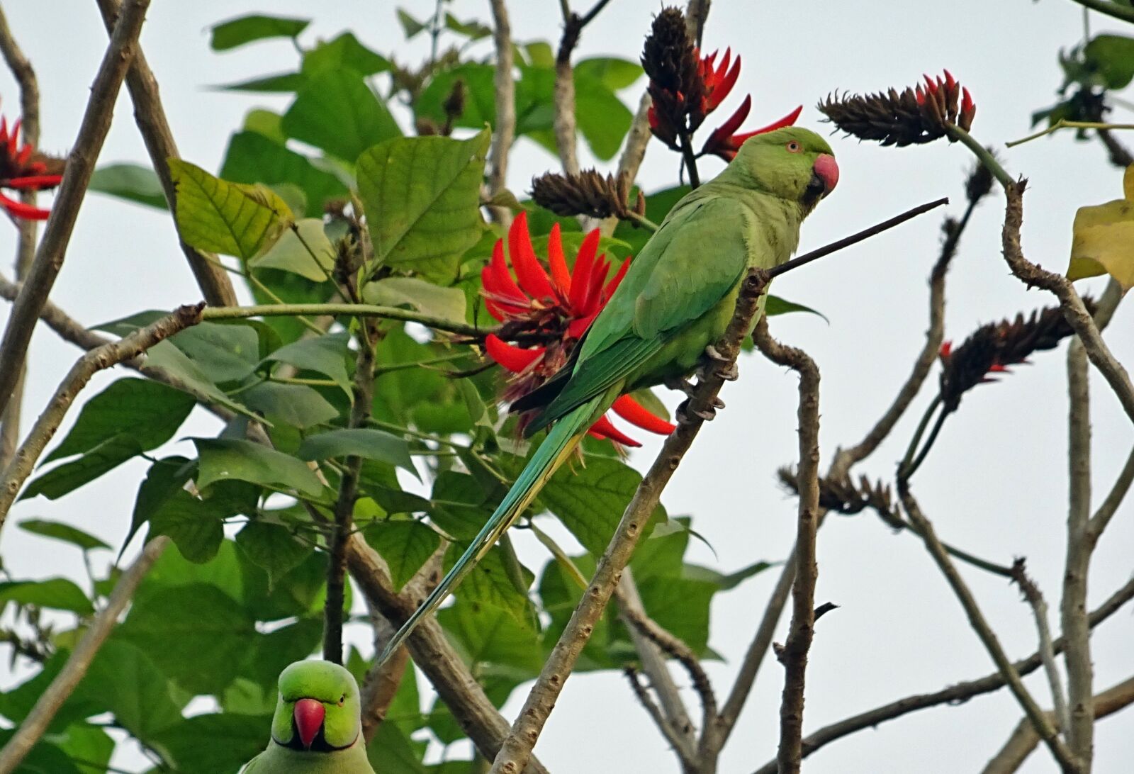 Sony DSC-HX60V sample photo. Bird, parakeet, green photography