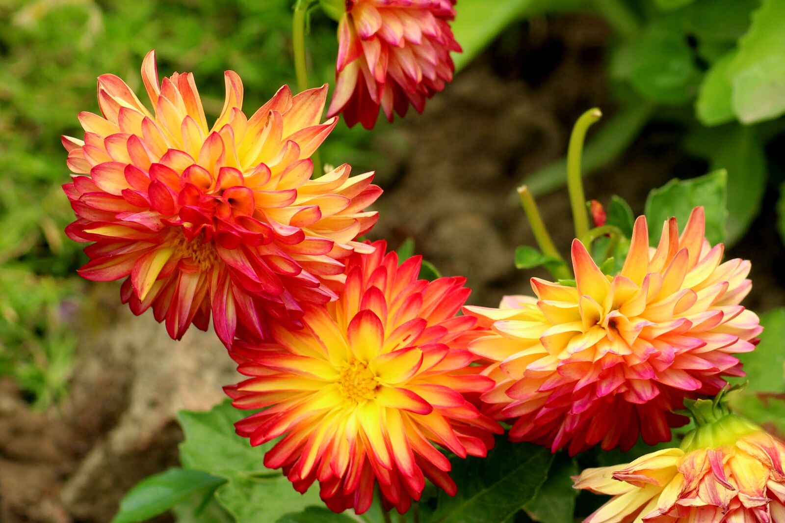 Canon EOS 1200D (EOS Rebel T5 / EOS Kiss X70 / EOS Hi) sample photo. Dahlias, thumbnails, flowers photography