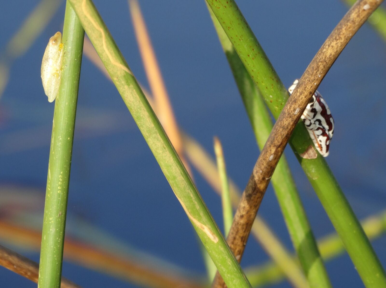 Sony Cyber-shot DSC-HX300 sample photo. Botswana, frogs, okawango, delta photography