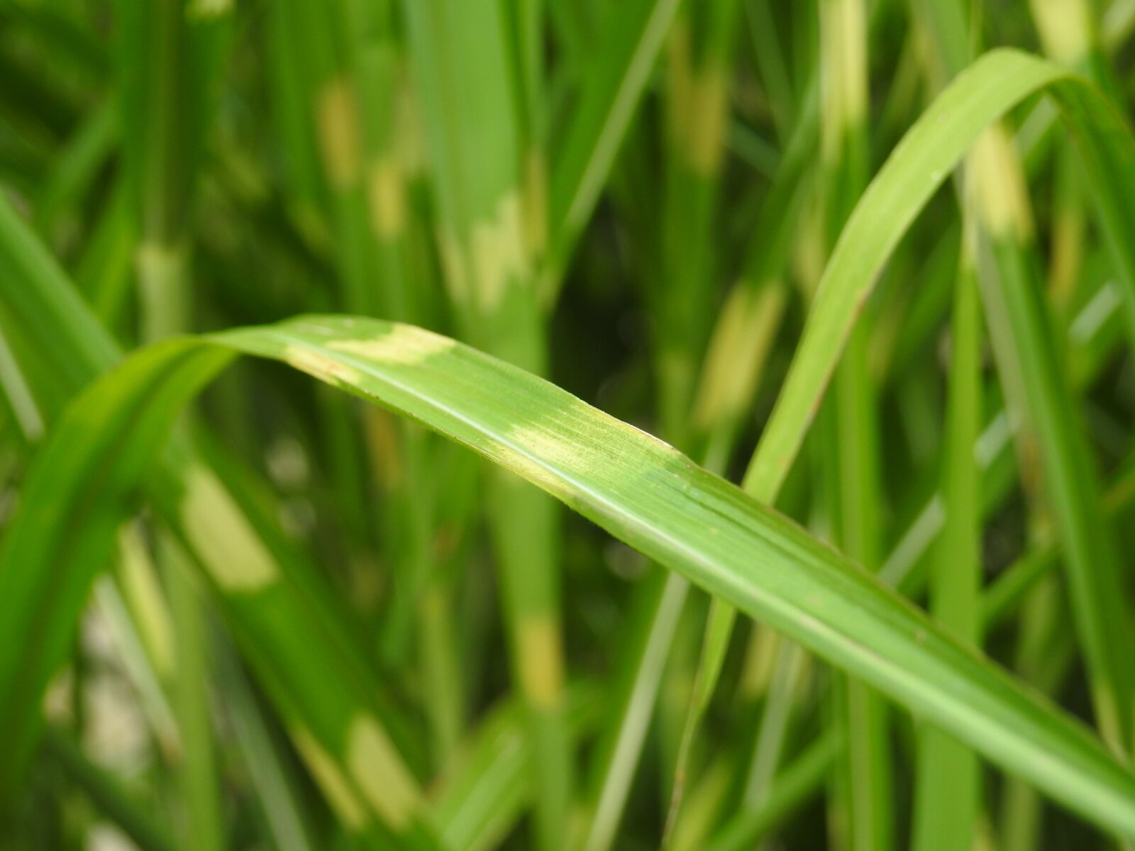 Nikon Coolpix P900 sample photo. Grass, zebra grass, elephant photography