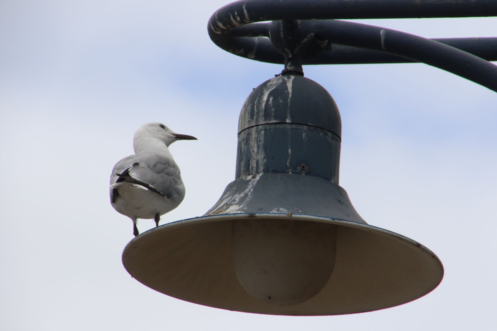 Canon EOS 7D Mark II sample photo. Animal, bird, feathers, fly photography