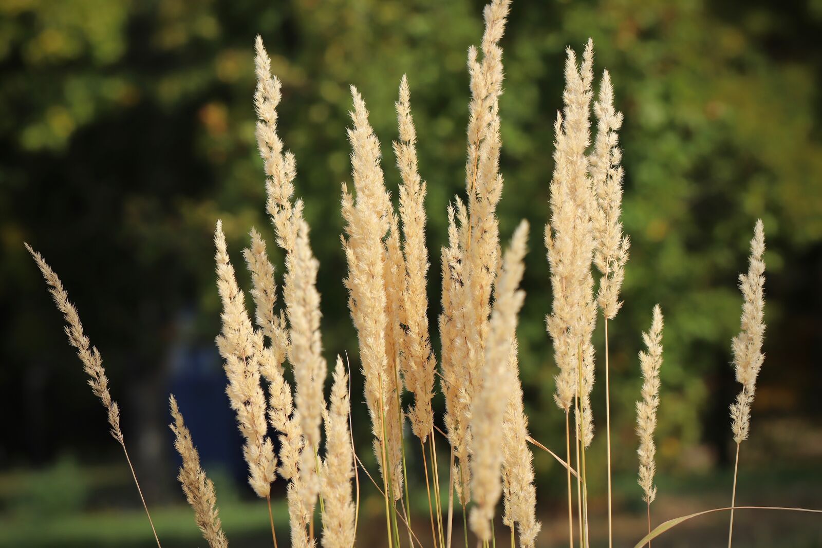 Canon EOS 800D (EOS Rebel T7i / EOS Kiss X9i) sample photo. Grasses, dry, autumn photography