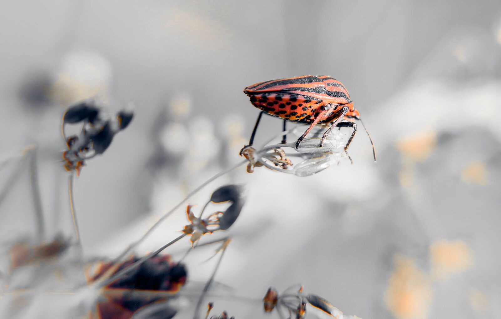 Canon EOS 70D sample photo. Bug, insect, nature photography