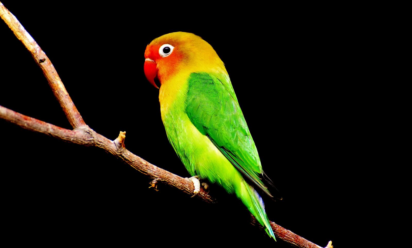 Nikon D7200 sample photo. Bird, parrot, colorful photography