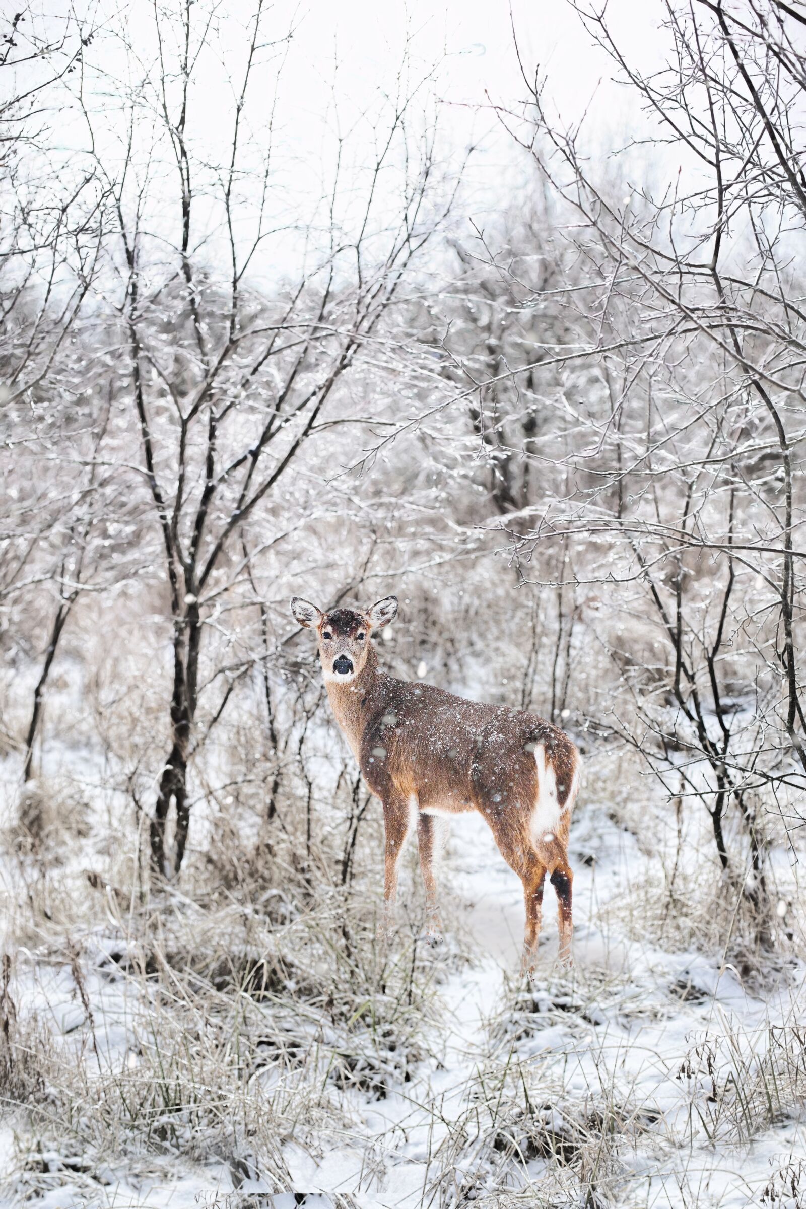 Canon EF 50mm F1.4 USM sample photo. Snowy, winter, forest photography