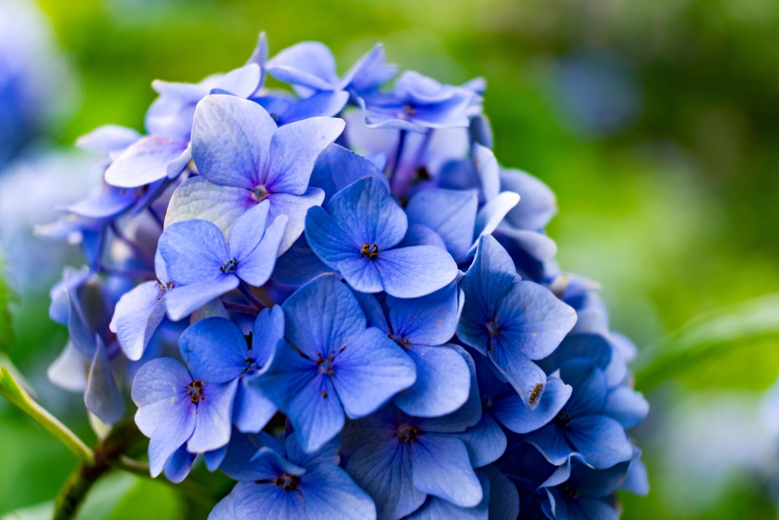 Fujifilm X-T10 sample photo. Flower, hydrangea, blue photography