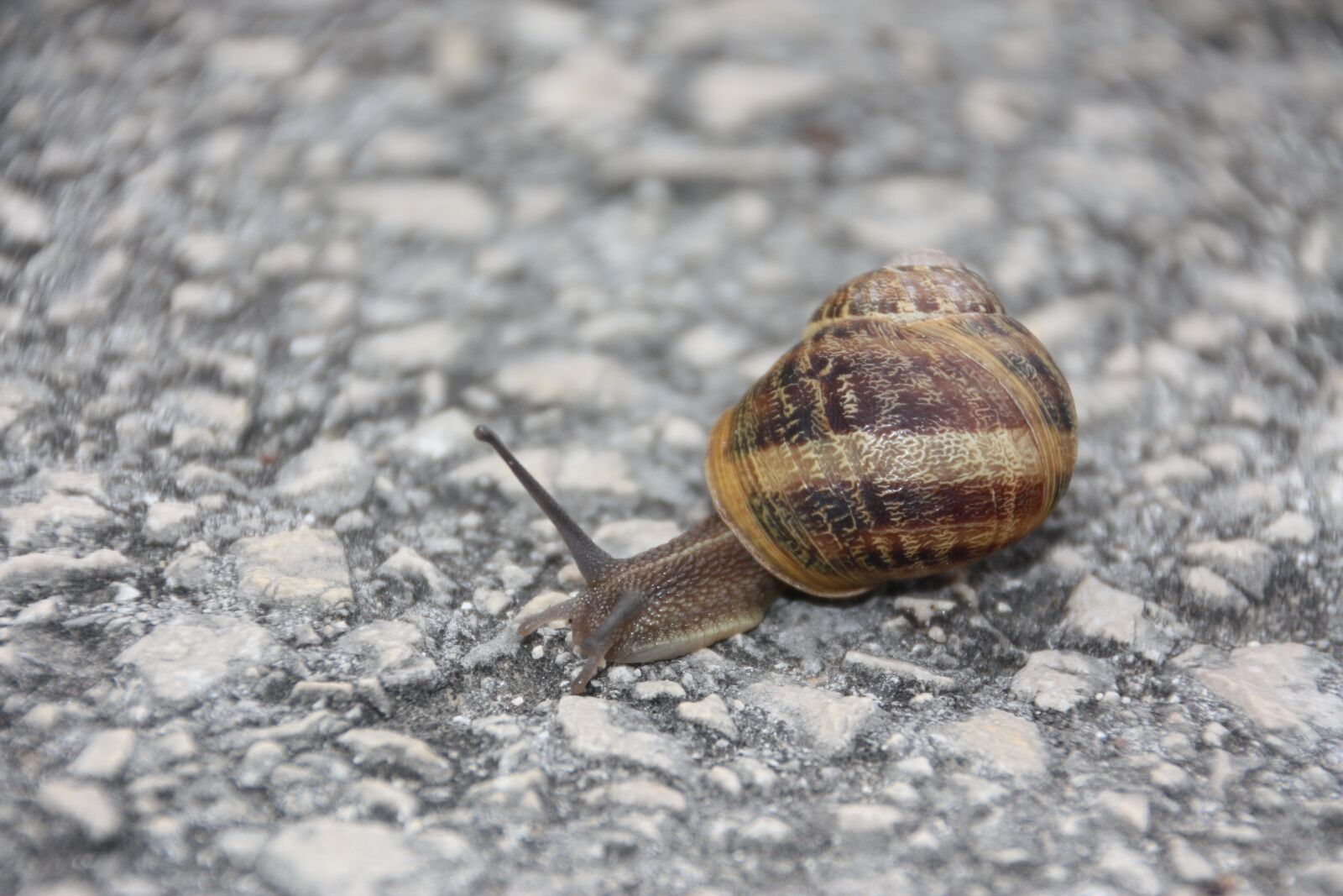 Canon EOS 450D (EOS Rebel XSi / EOS Kiss X2) sample photo. Snail, fauna, slowly photography