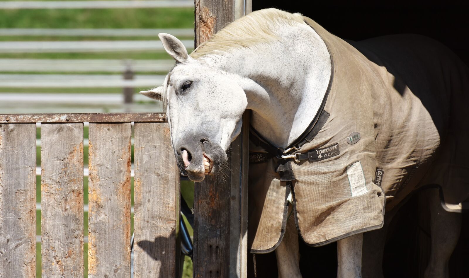 Nikon D7200 sample photo. Horse, mold, reiterhof photography