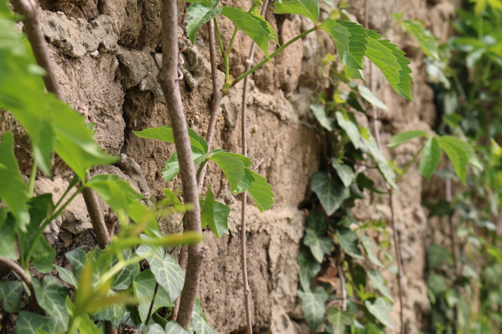 Canon EOS 70D sample photo. Brick, green, leaf, old photography