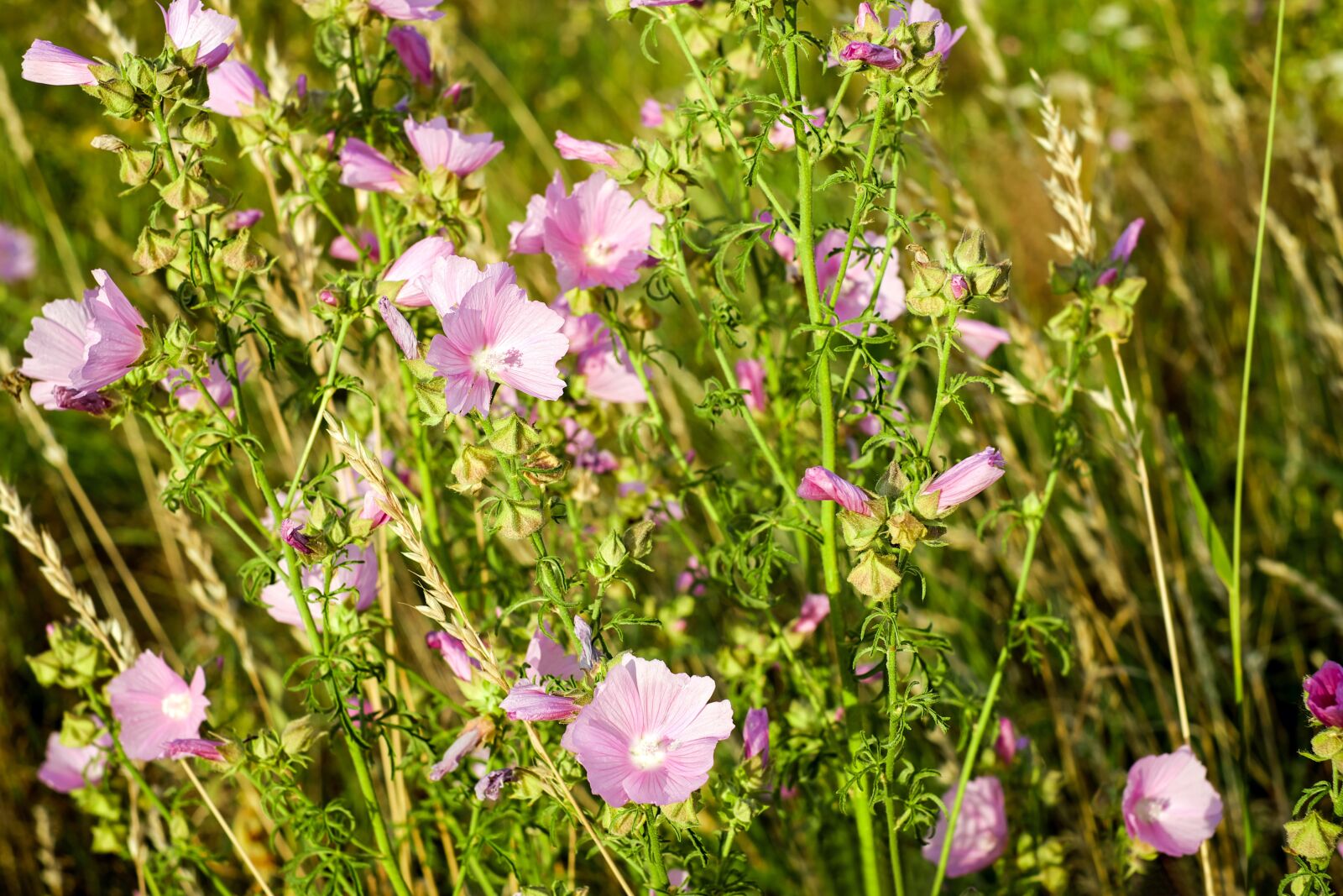 Fujifilm X-T10 + Fujifilm XF 35mm F1.4 R sample photo. Roses-mallow, bloom, flower meadow photography