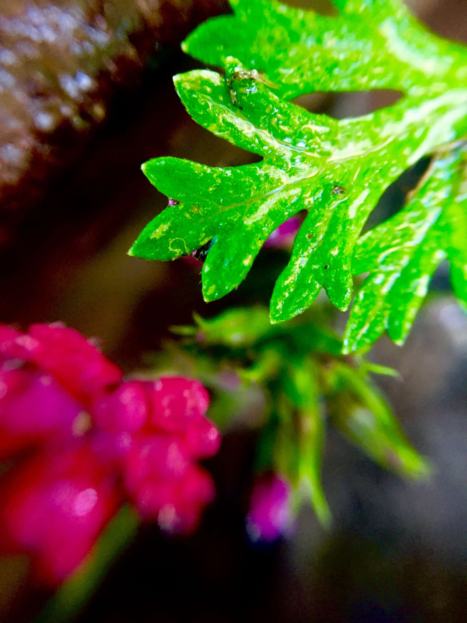 iPhone 6 back camera 4.15mm f/2.2 sample photo. Leaf, green, spring photography