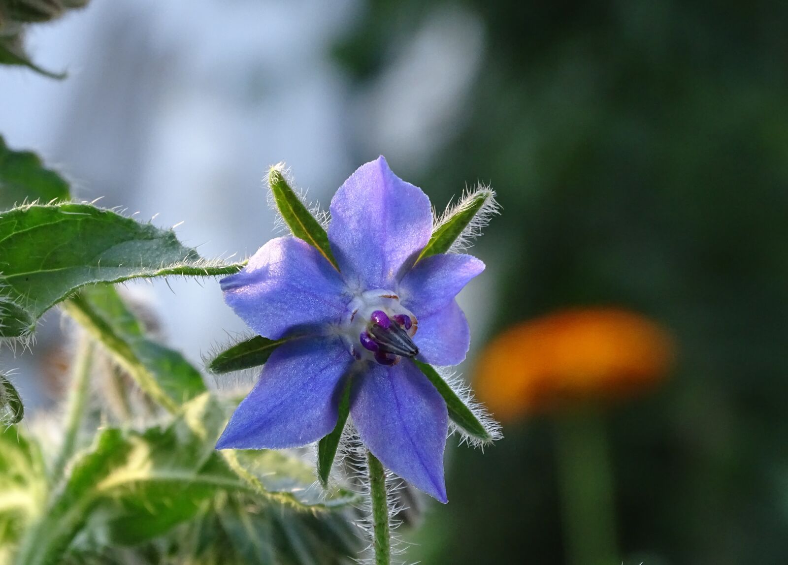 Sony Cyber-shot DSC-HX400V sample photo. Borage, cucumber herb, borretschbl photography