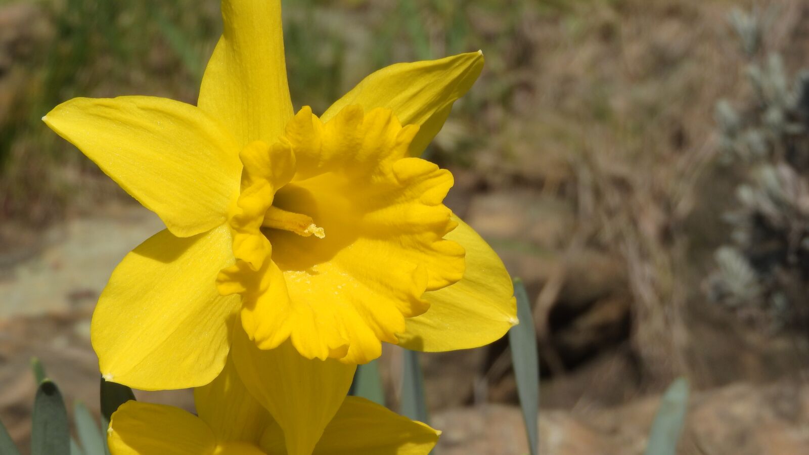 Nikon Coolpix P610 sample photo. Daffodil, spring flowers, easter photography