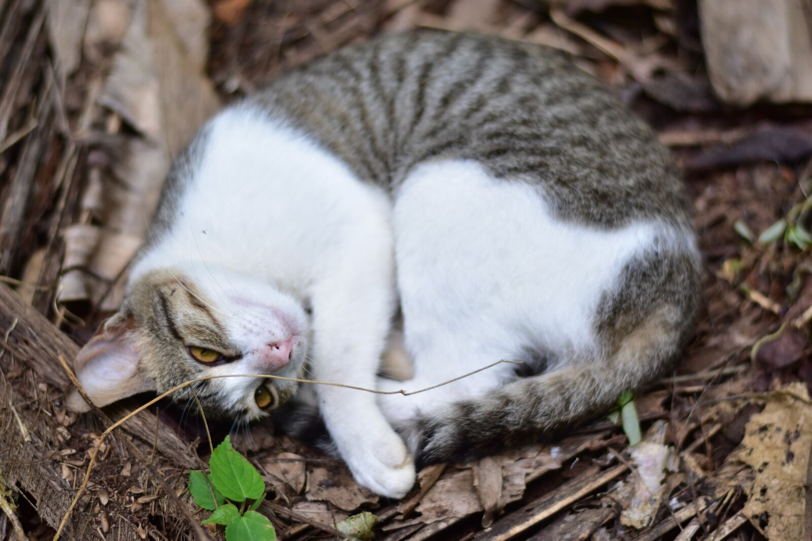 Nikon D3500 sample photo. Cat, love, pets photography