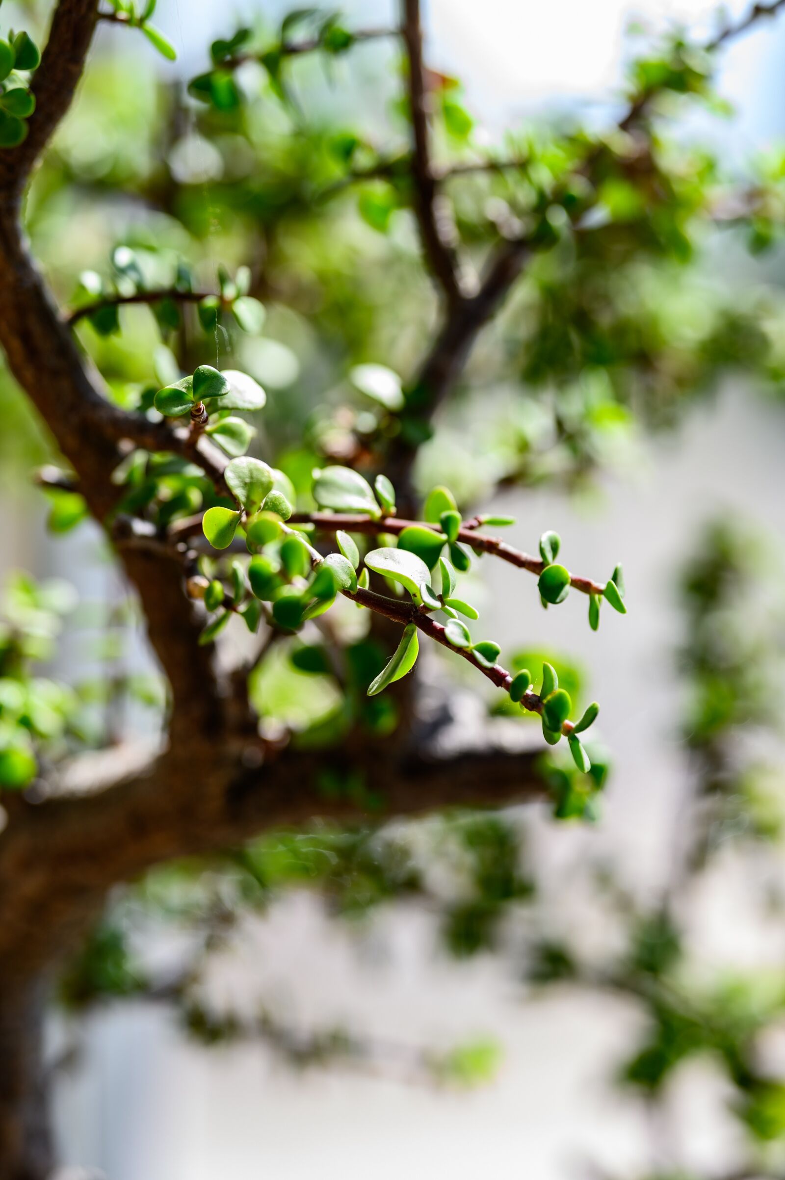 Nikon Z6 sample photo. Bush, branch, leaves photography