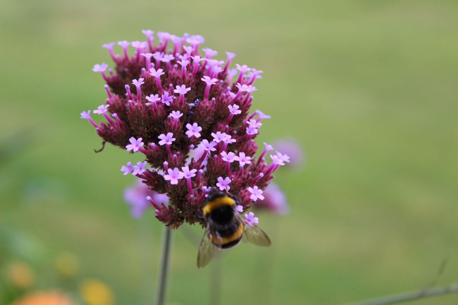 Canon EOS 1300D (EOS Rebel T6 / EOS Kiss X80) sample photo. Flower, bee, nature photography