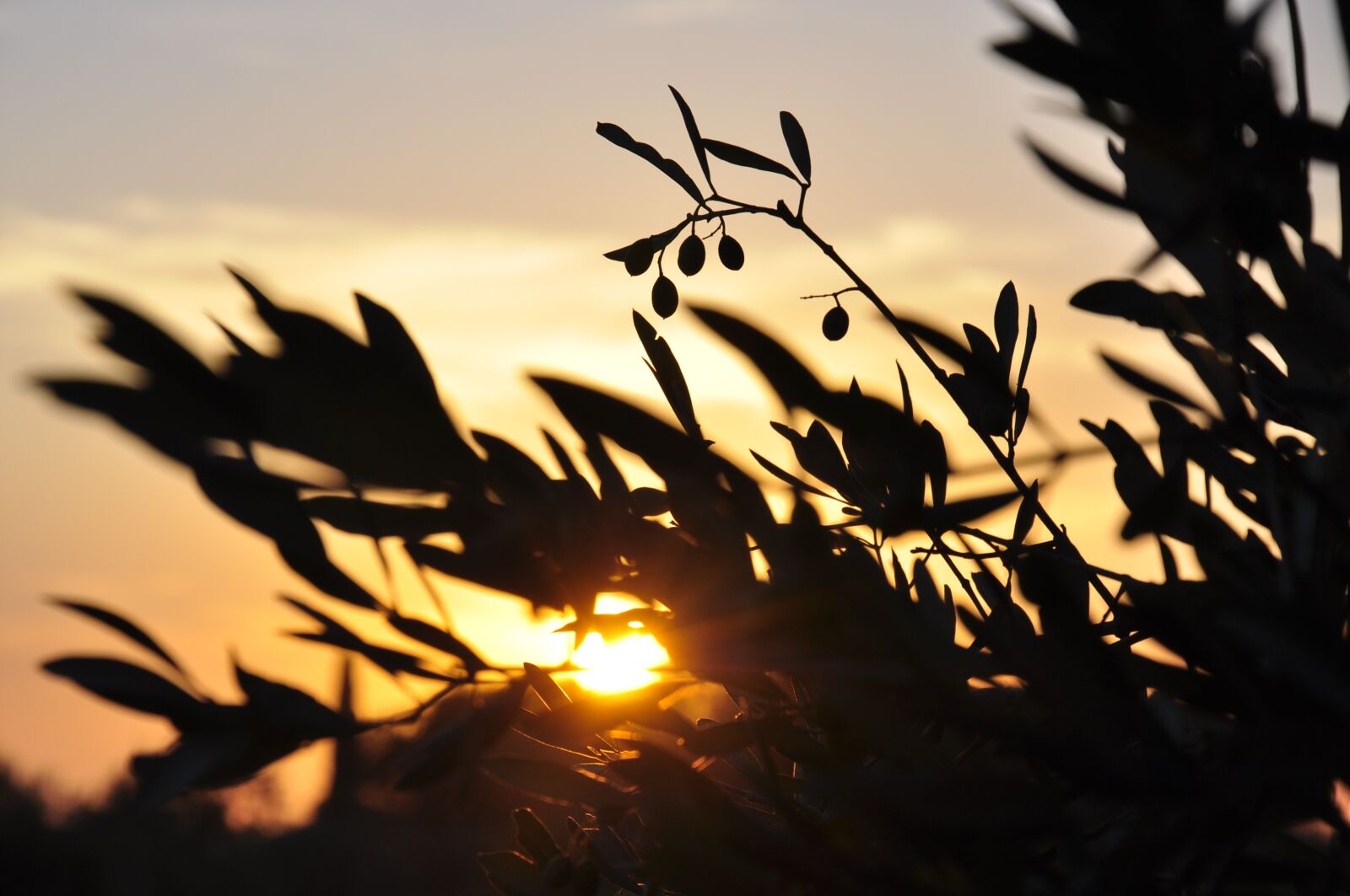 Nikon D90 sample photo. Tuscany, sunset, olive tree photography