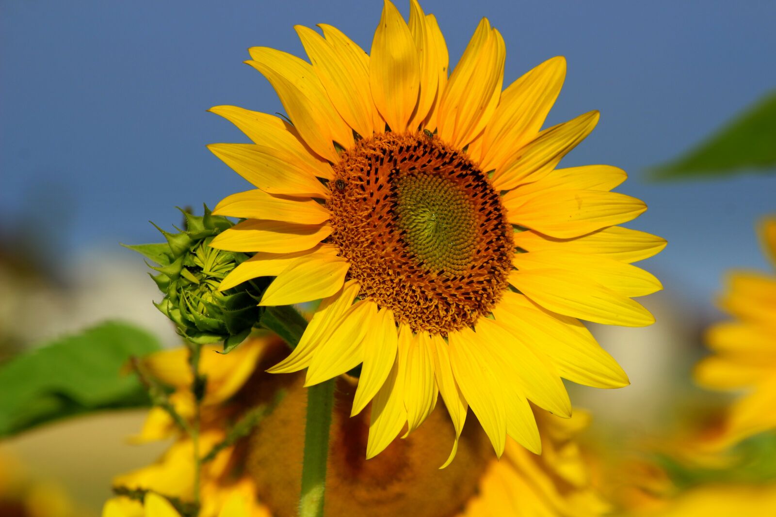 Canon EOS 100D (EOS Rebel SL1 / EOS Kiss X7) sample photo. Sunflower, sun, sky photography
