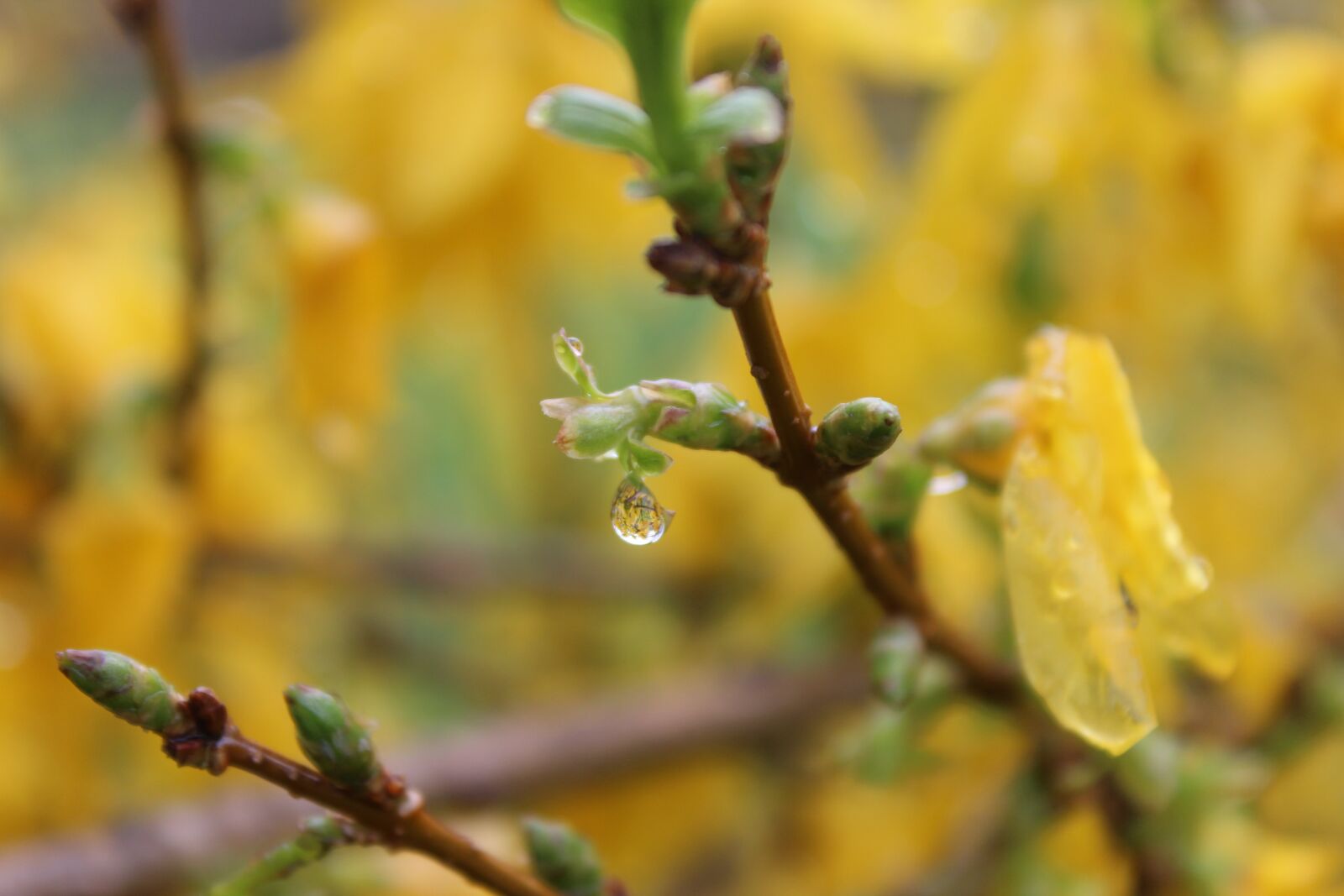 Canon EOS 600D (Rebel EOS T3i / EOS Kiss X5) sample photo. Spring, dew, nature photography