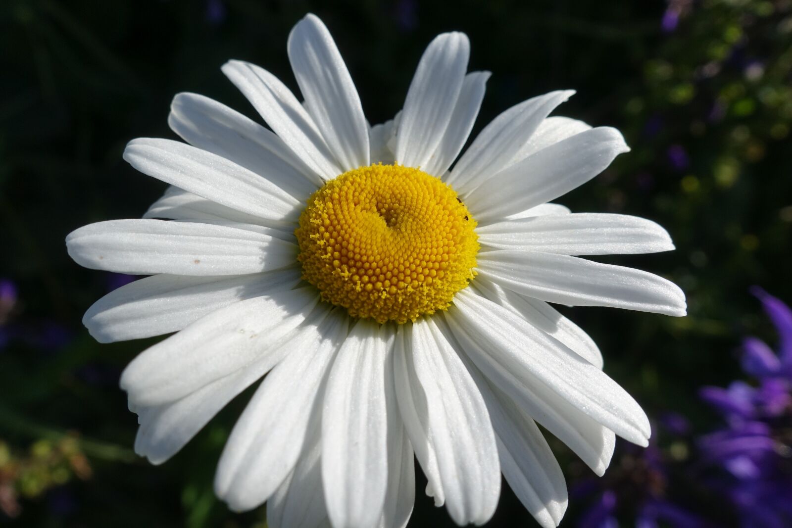 Sony Cyber-shot DSC-RX100 IV sample photo. Flower, spring, white photography