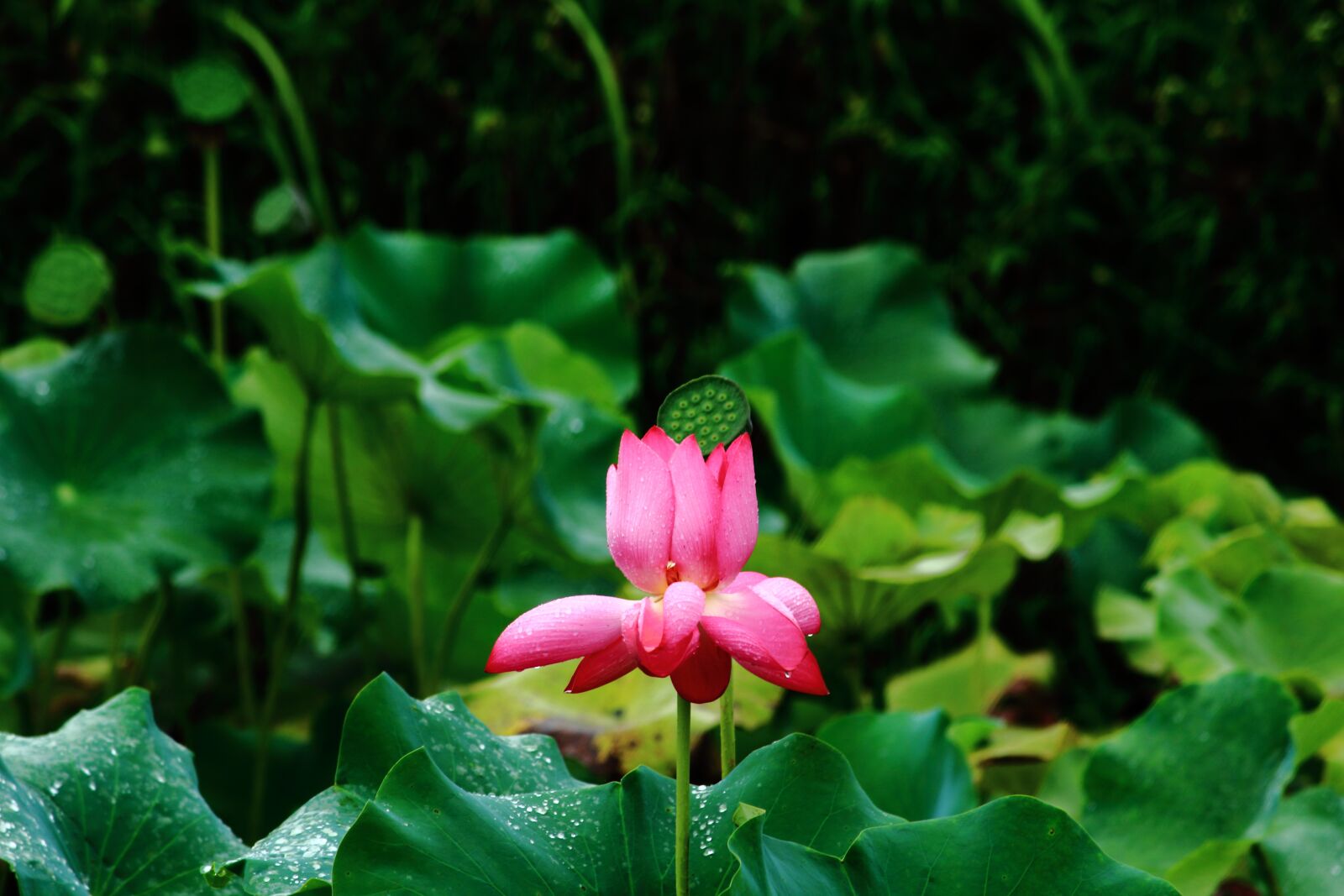 Canon EOS 1200D (EOS Rebel T5 / EOS Kiss X70 / EOS Hi) sample photo. Lotus, summer, flower photography