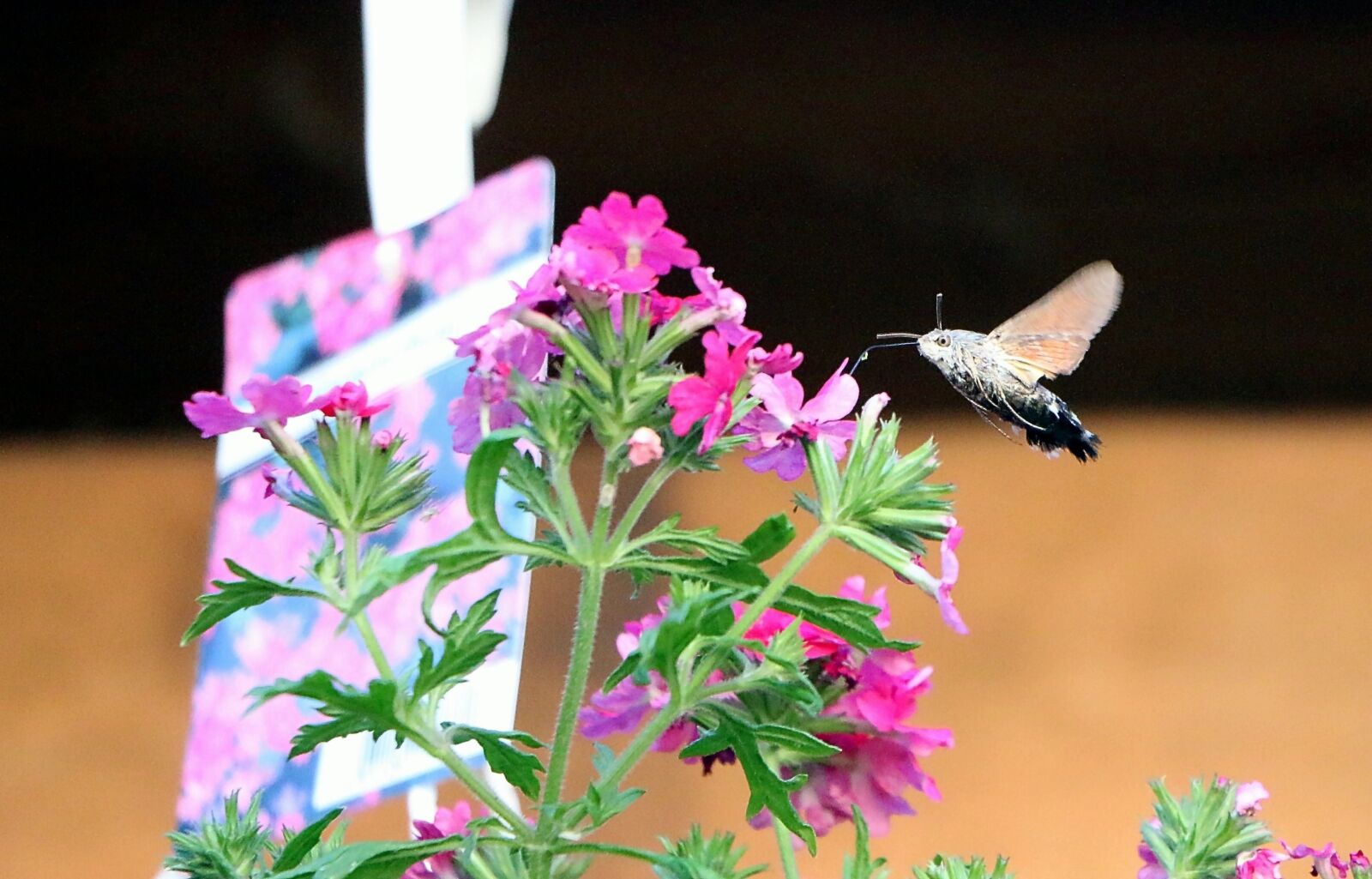 Canon EOS 70D sample photo. Hummingbird hawk moth, hummingbird photography