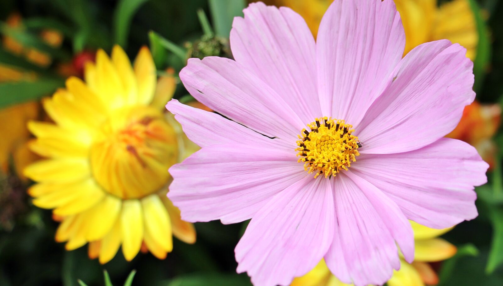 Canon EOS 550D (EOS Rebel T2i / EOS Kiss X4) sample photo. Cosmos, cosmea bipinnata, flower photography