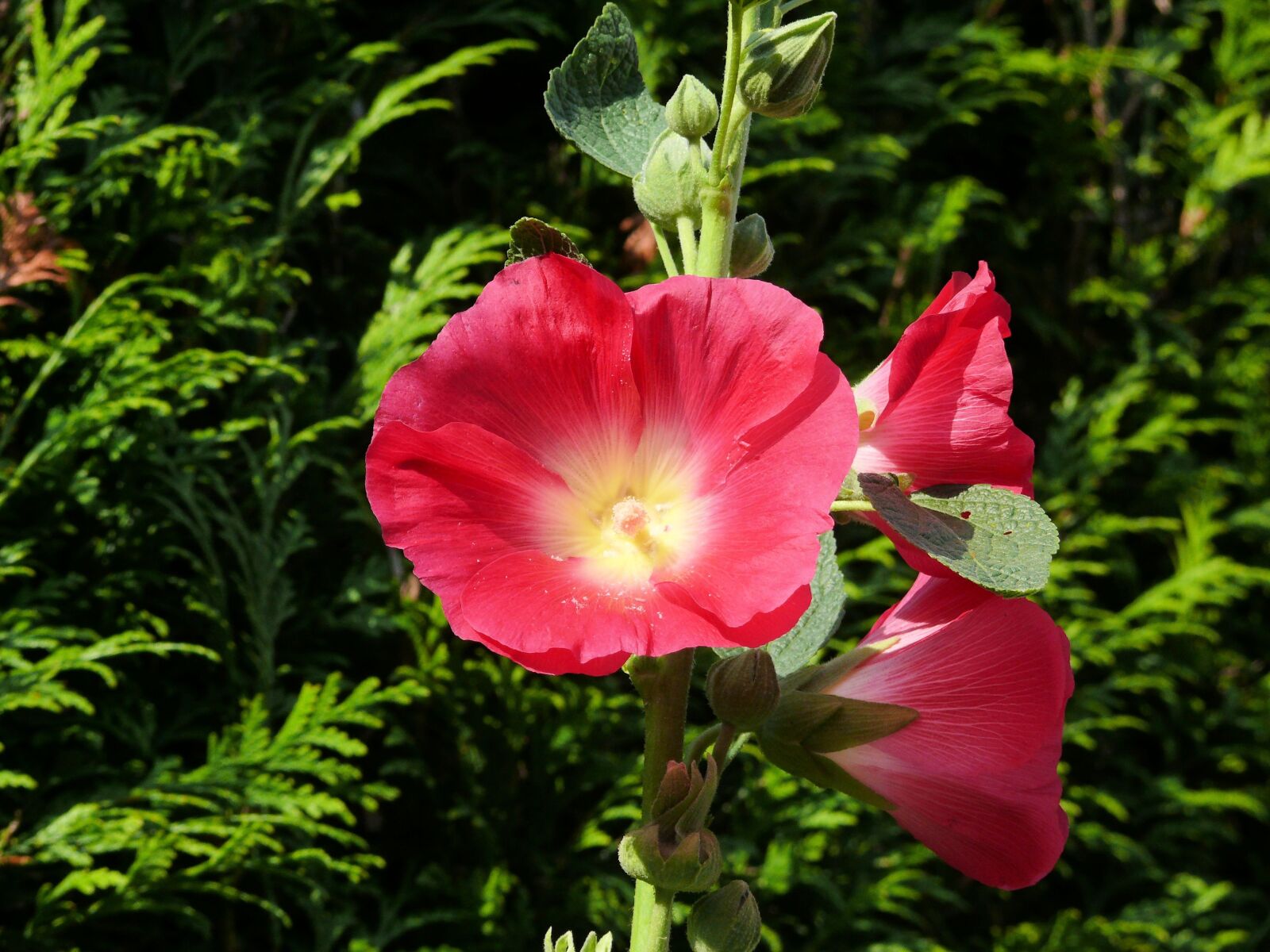 Panasonic DMC-FZ50 sample photo. Flowers, hollyhock, bright pink photography