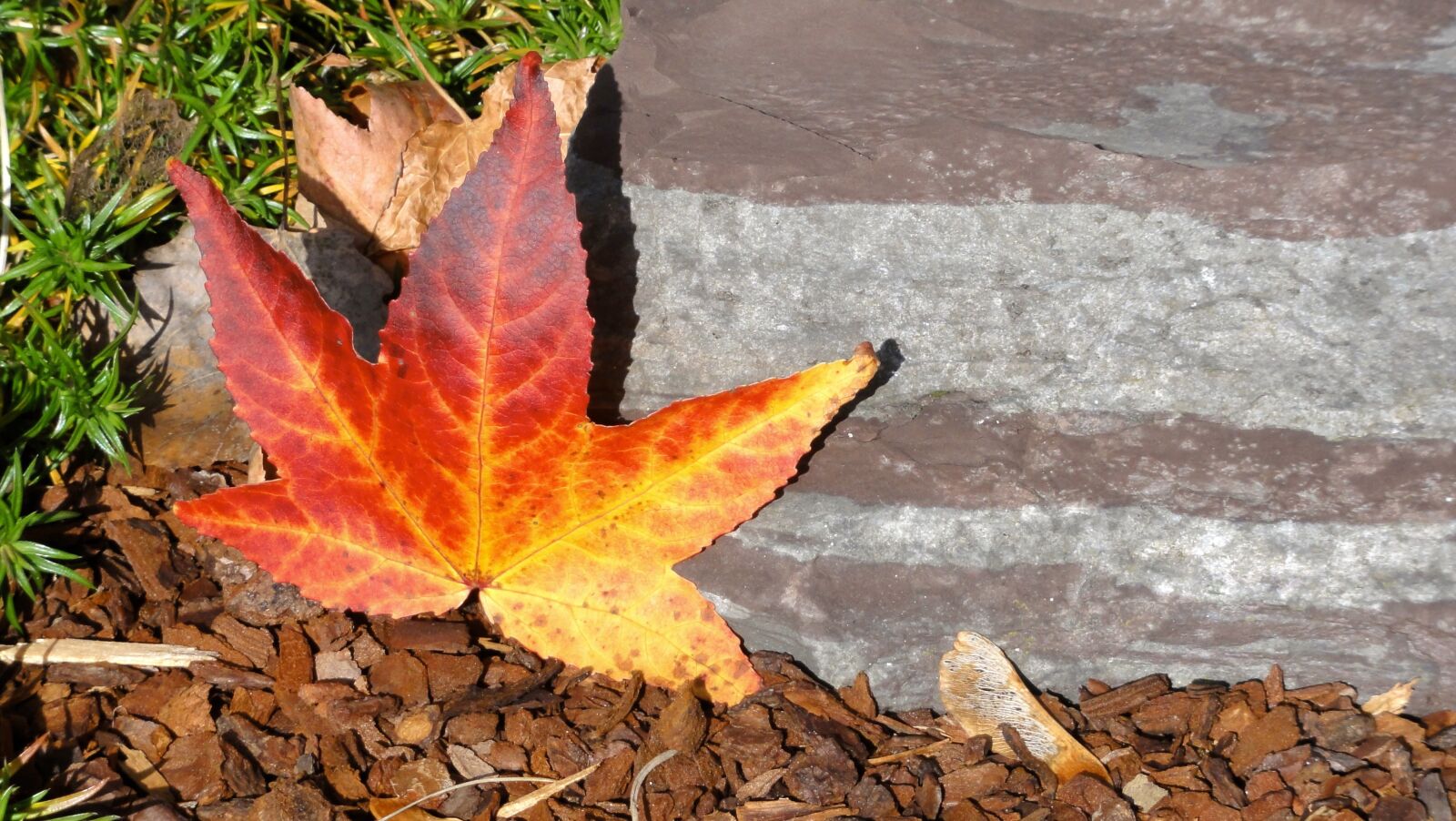 Sony DSC-HX5V sample photo. Maple, maple leaf, fall photography