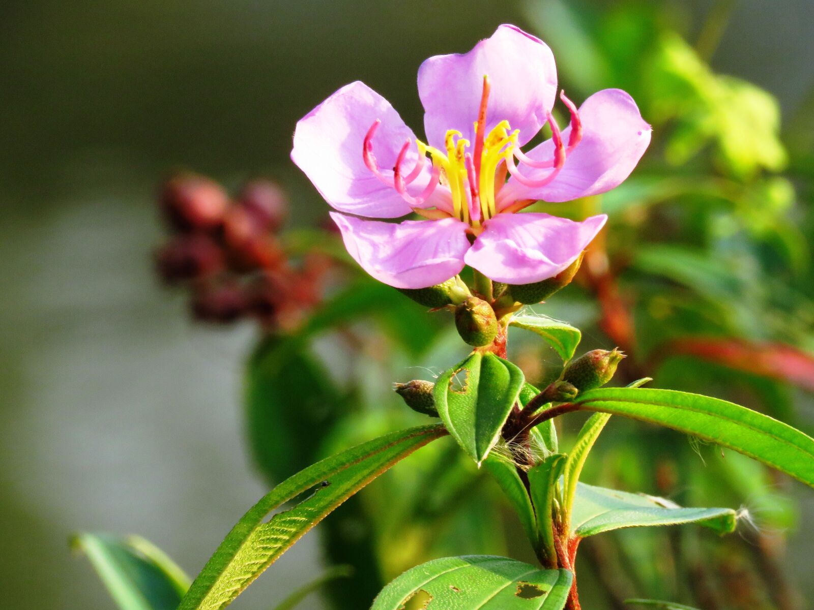 Canon PowerShot SX60 HS sample photo. Flower, fresh, close up photography