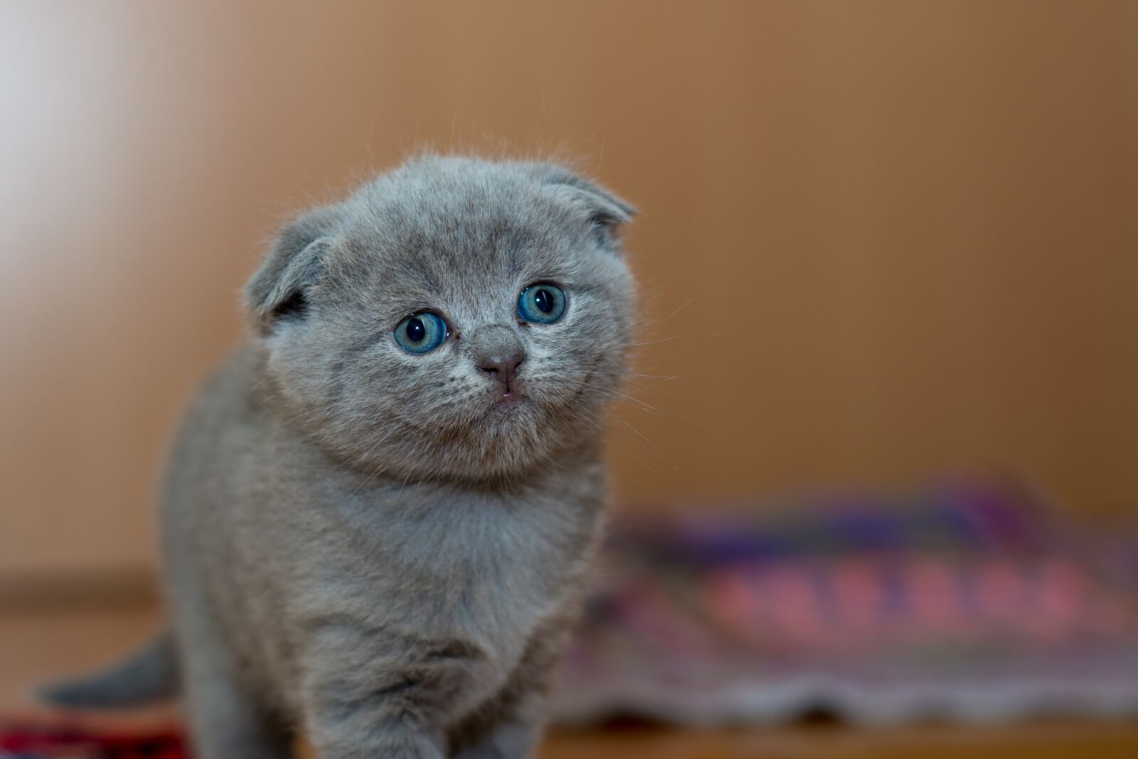 Nikon D7100 sample photo. Adorable, animal, cat photography