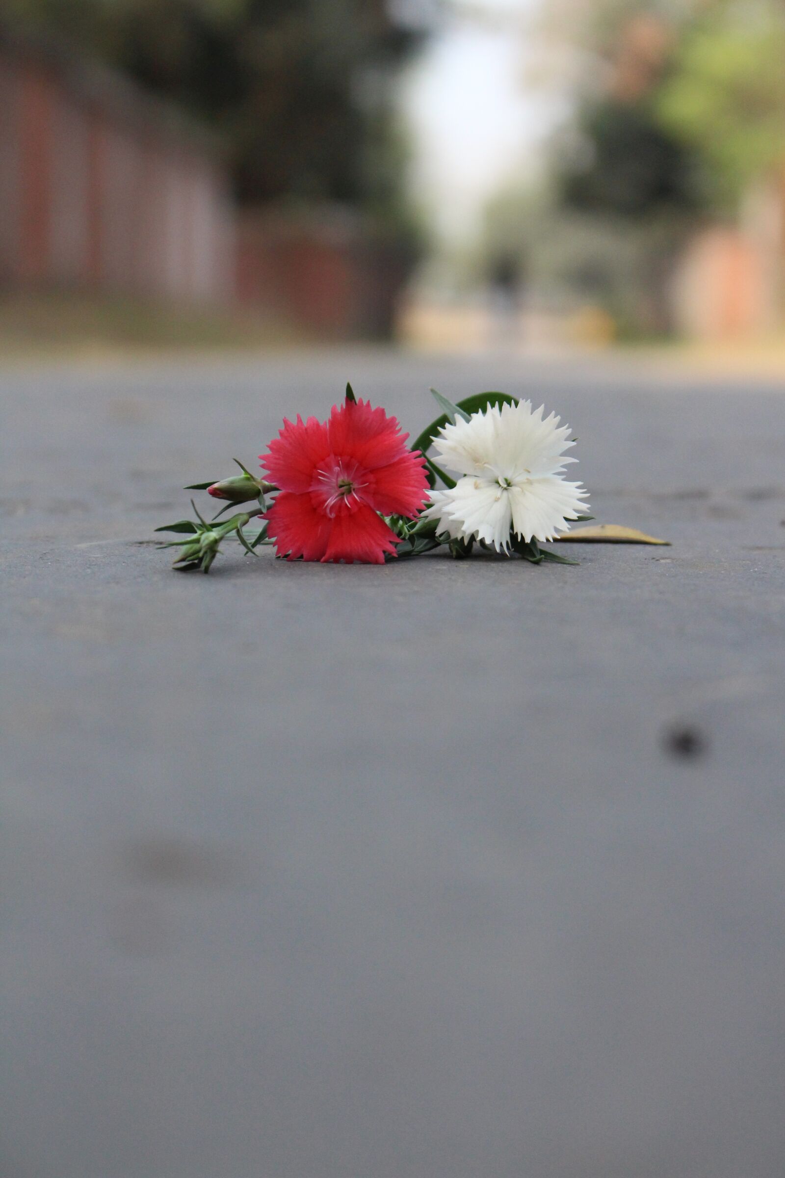 Canon EOS 700D (EOS Rebel T5i / EOS Kiss X7i) sample photo. Daisy, flower, blossom photography