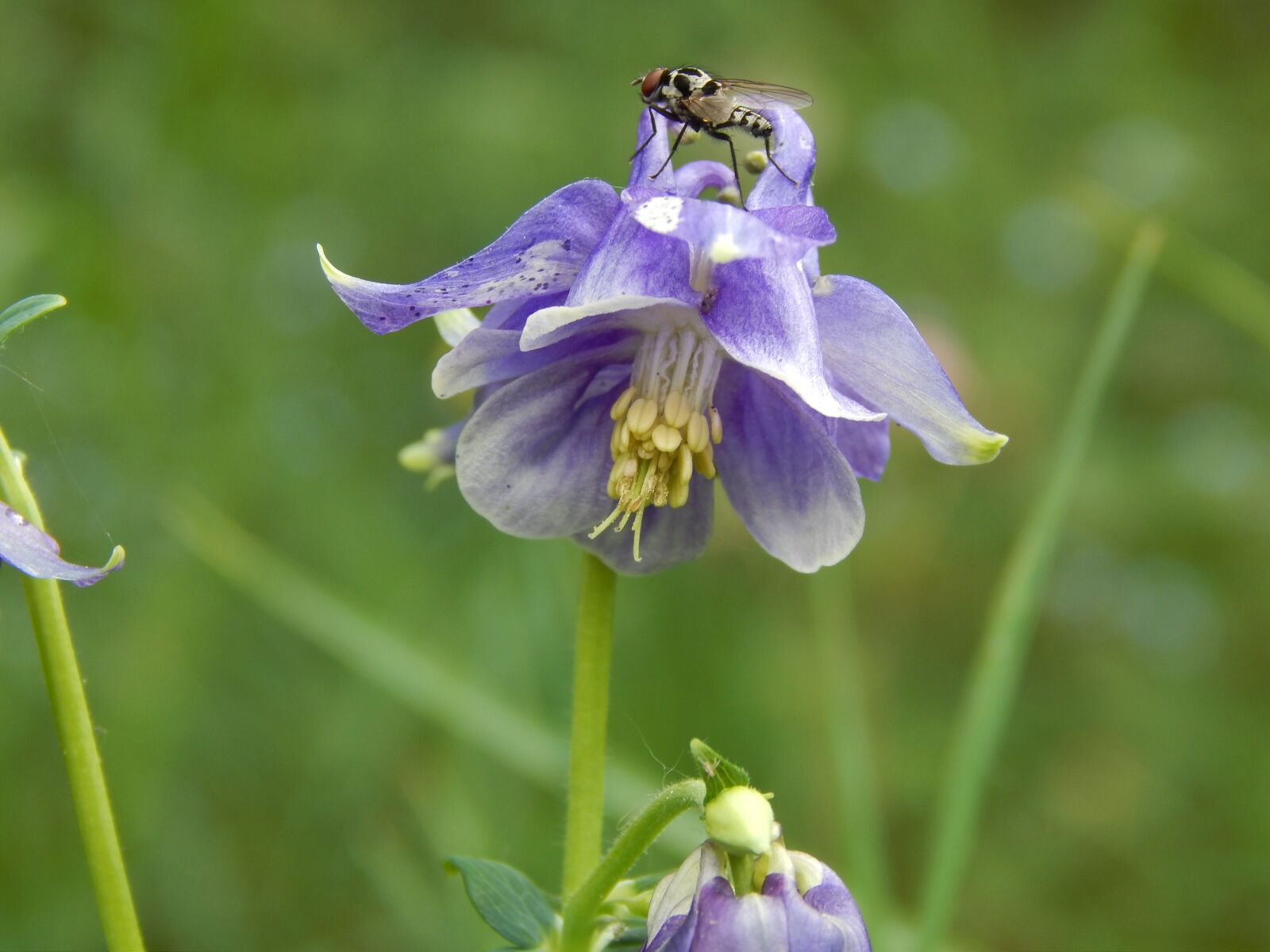 Nikon Coolpix L820 sample photo. Flower, columbine, insect photography