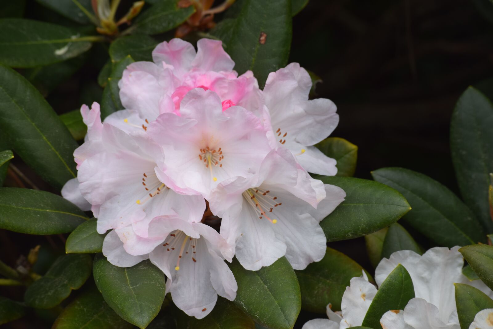 Nikon D3300 sample photo. Rhododendron flower, azalea, spring photography