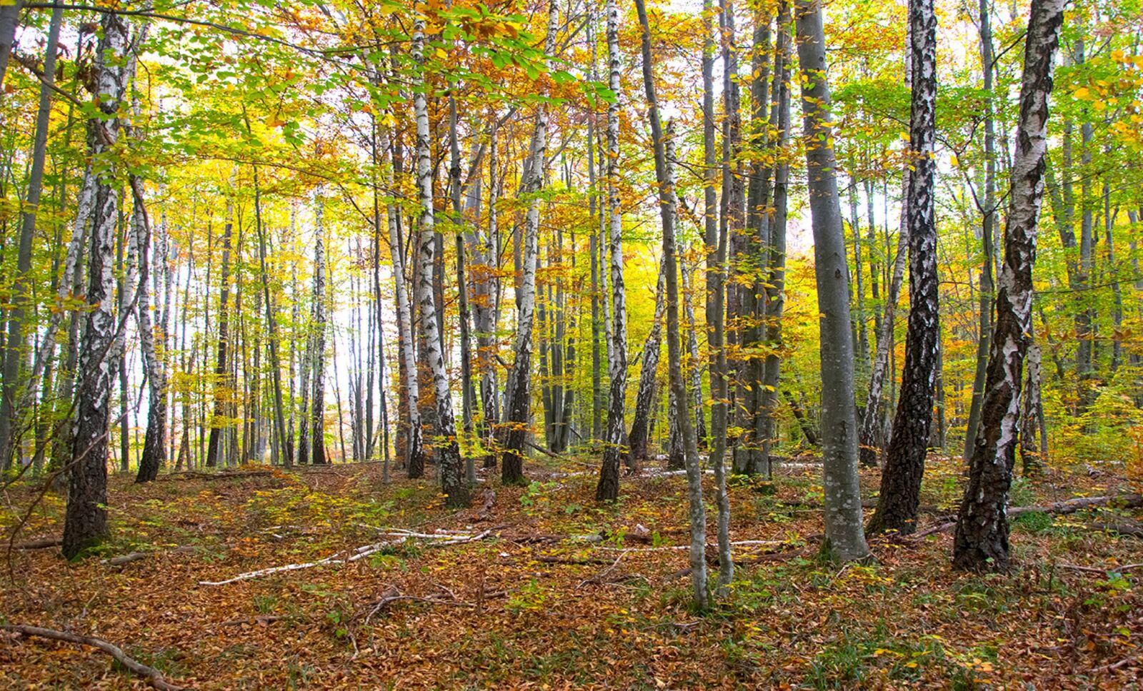 Nikon D5300 sample photo. Nature, forest, trees photography