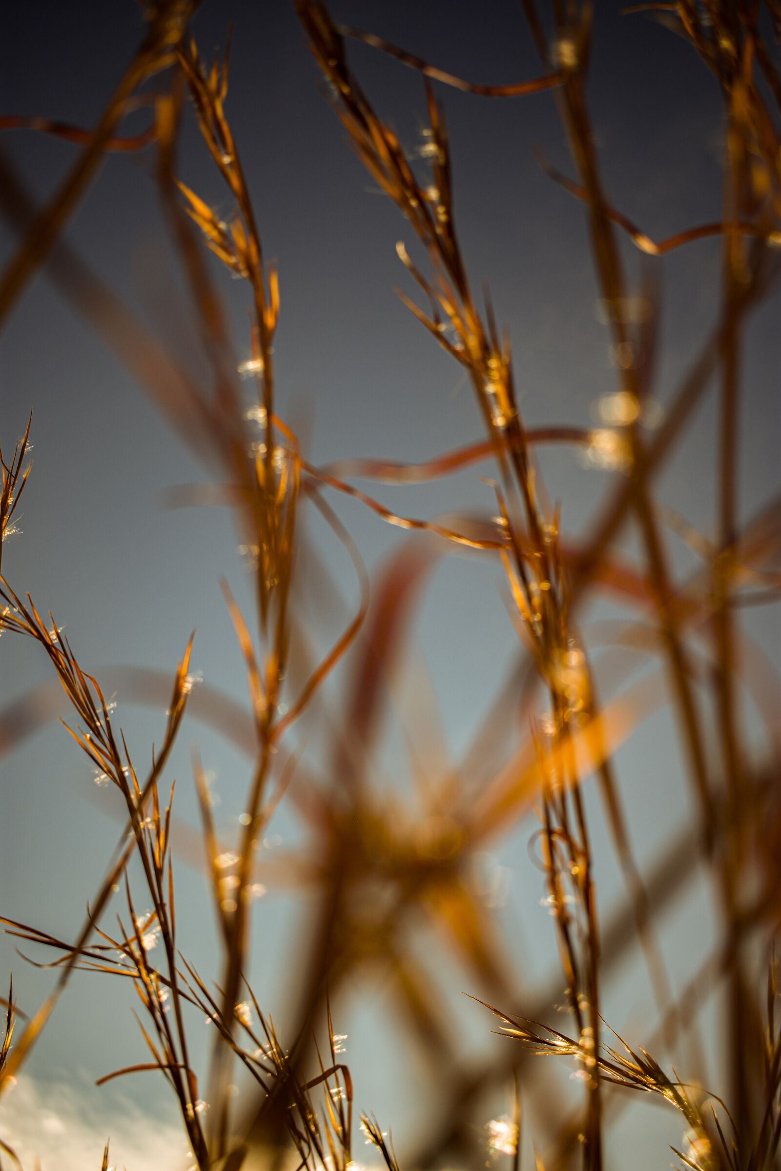 Nikon D3400 sample photo. Wheat, golden, grain photography