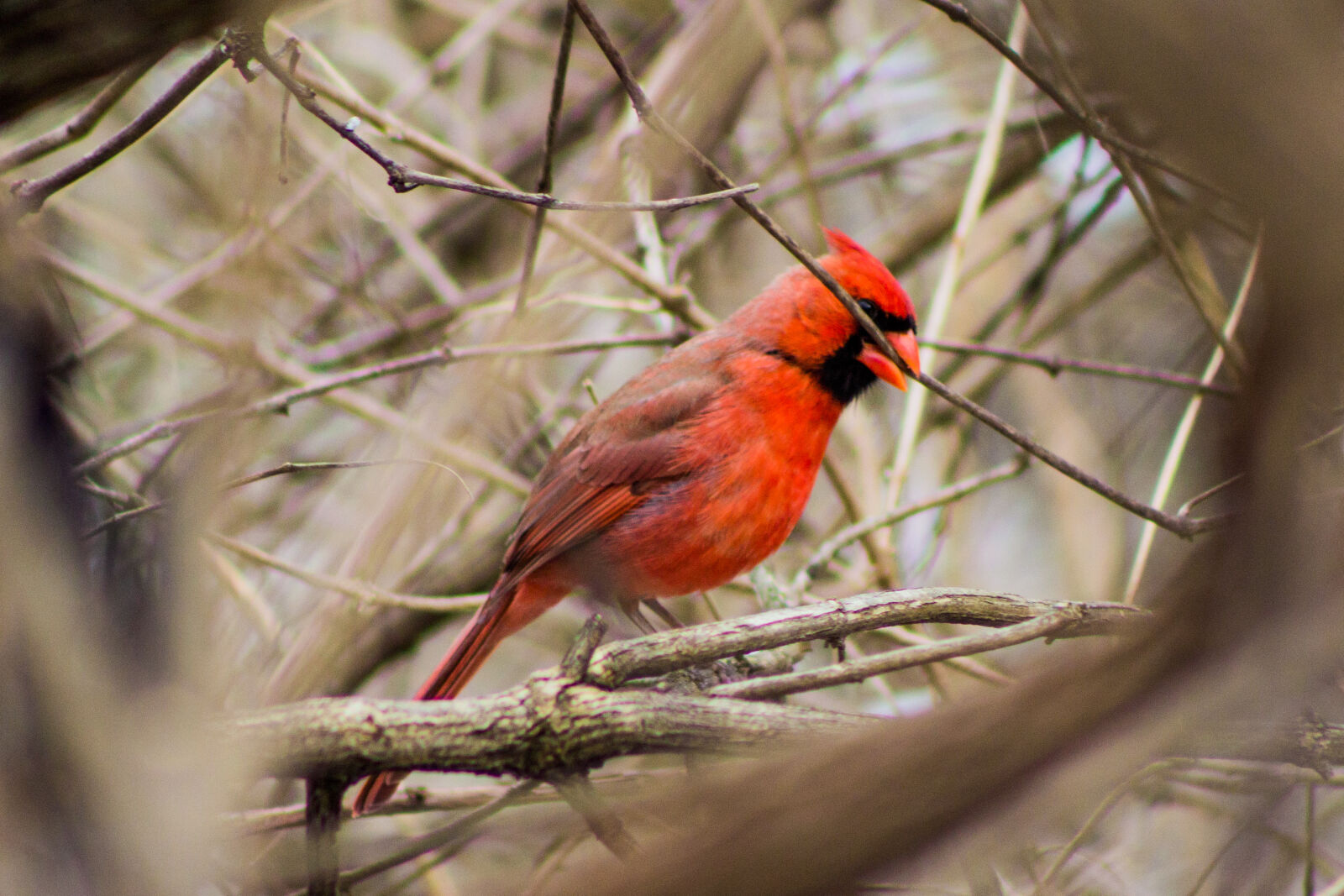 Canon EF 75-300mm f/4-5.6 sample photo. Animals, bird, canon, nature photography