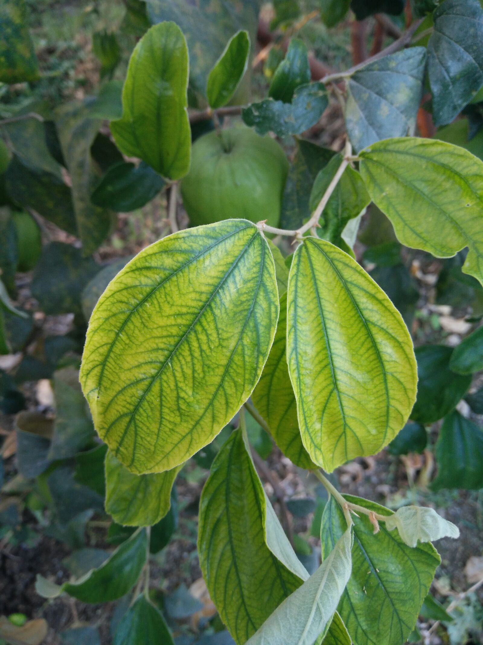 OnePlus ONE E1003 sample photo. Leaf, leaf deficiencies, micronutrient photography