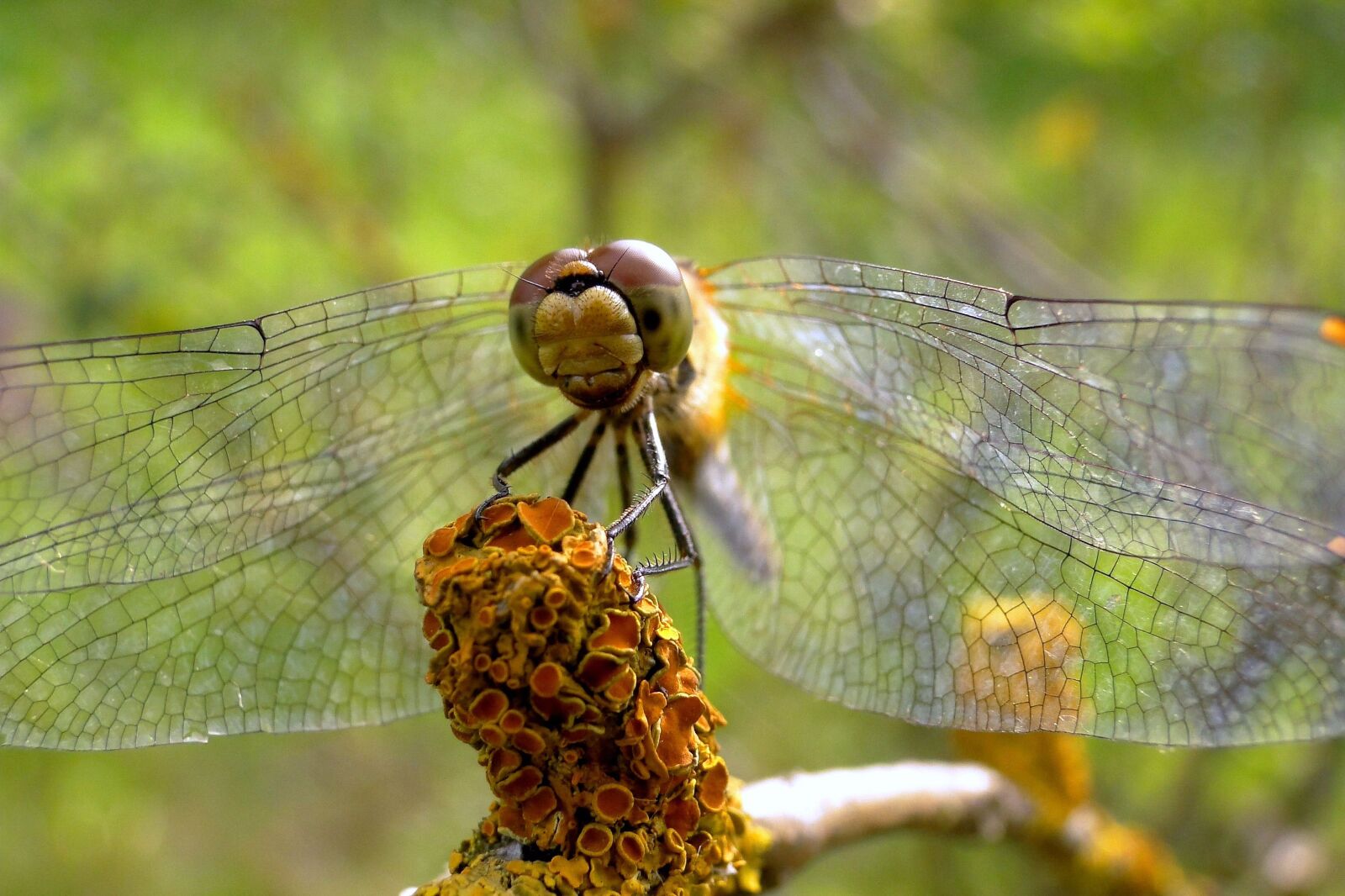Sony Cyber-shot DSC-HX1 sample photo. Nature, animals, dragonflies r photography