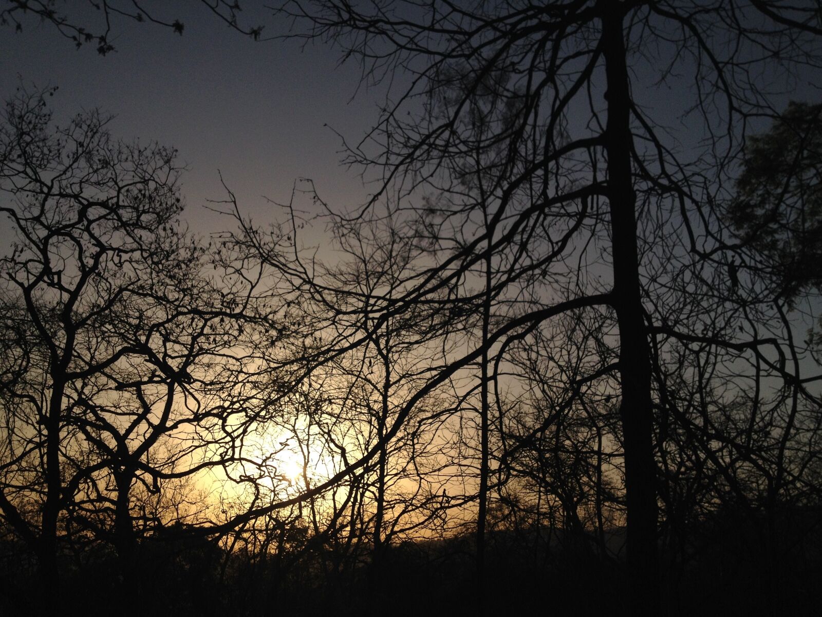 iPhone 4S back camera 4.28mm f/2.4 sample photo. Sunset, trees, jungle photography