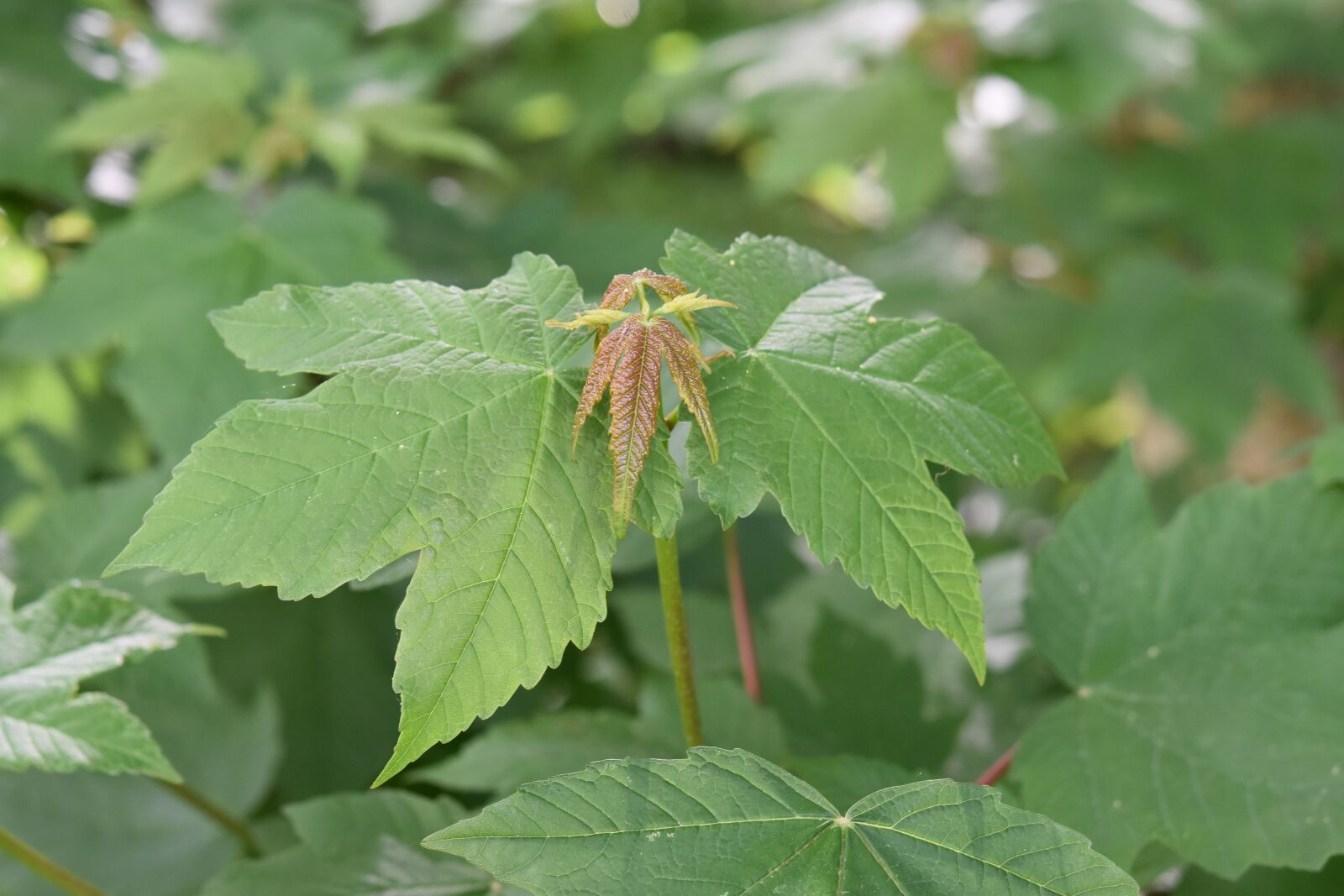 Nikon D5600 sample photo. Leaves maples, green leaves photography