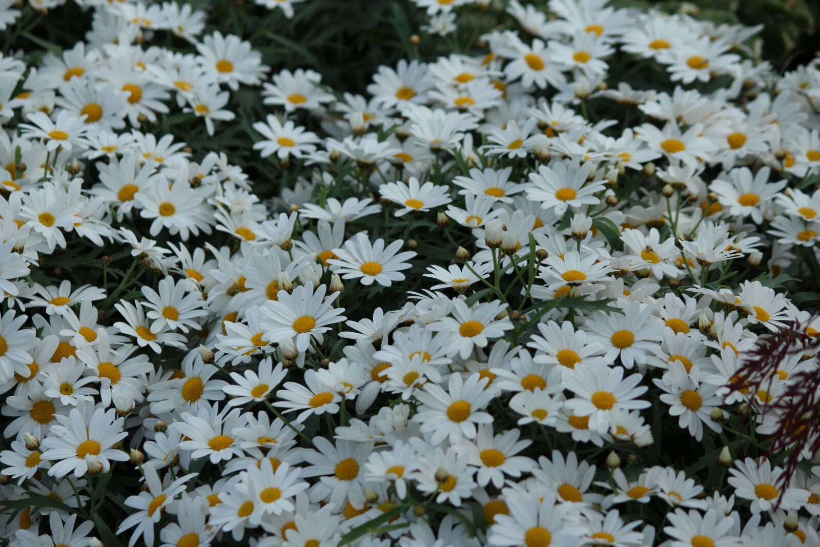 Canon EOS 600D (Rebel EOS T3i / EOS Kiss X5) sample photo. Flower meadow, marguerite, flower photography
