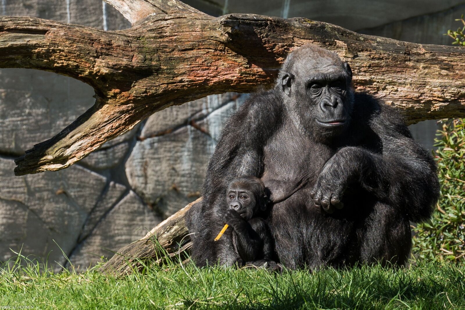 Nikon D600 sample photo. Zoo, monkey, animal photography