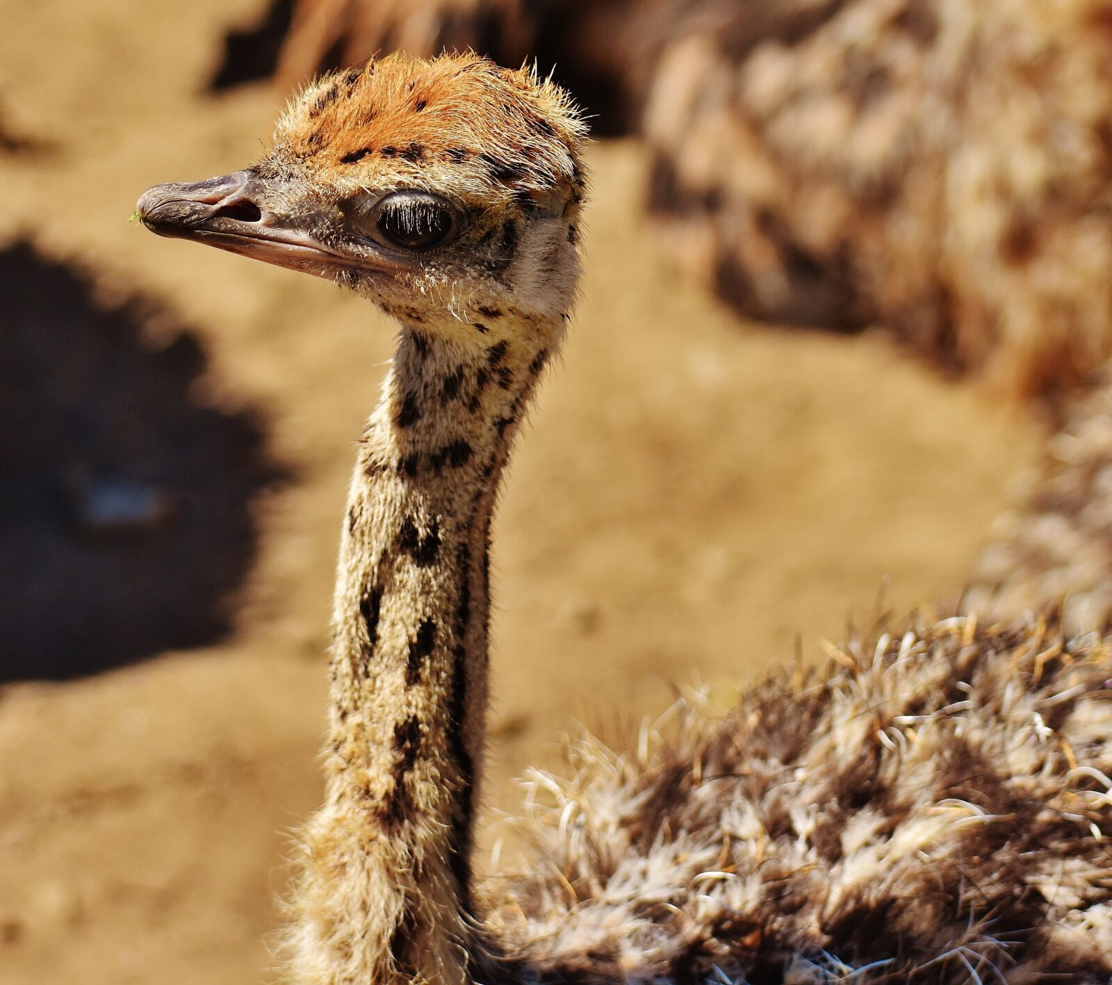 Nikon D7200 sample photo. Bouquet, young animal, ostrich photography