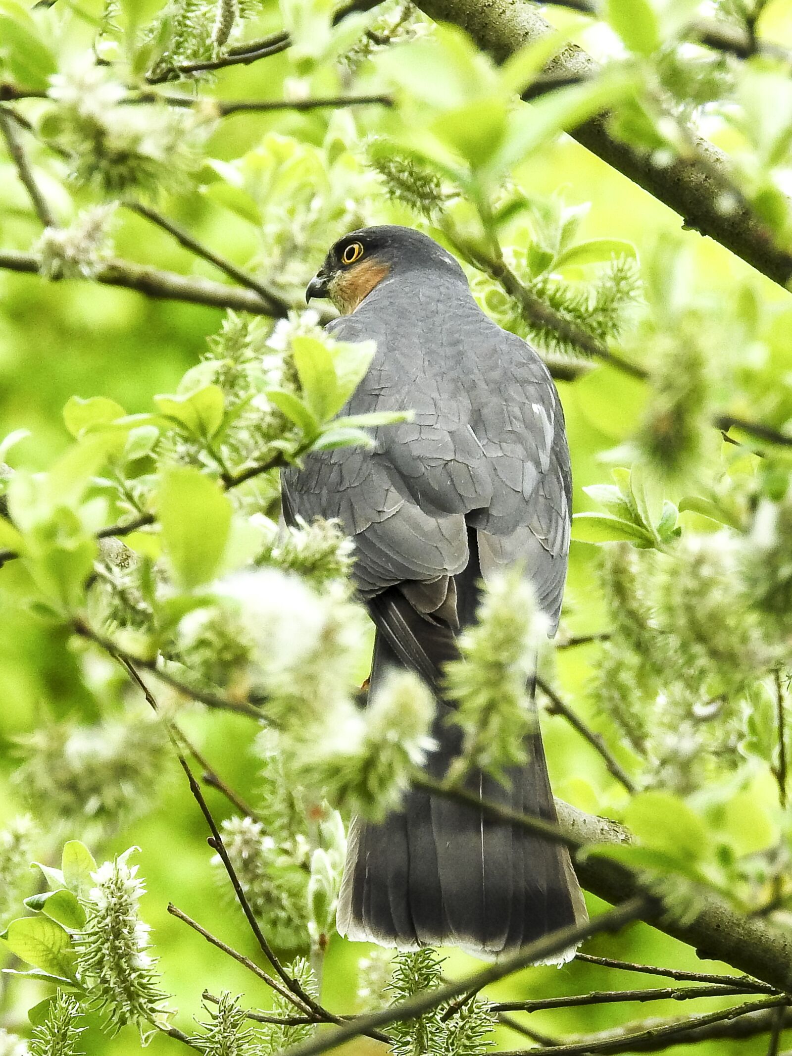 Nikon Coolpix P900 sample photo. Sperber, raptor, bird photography