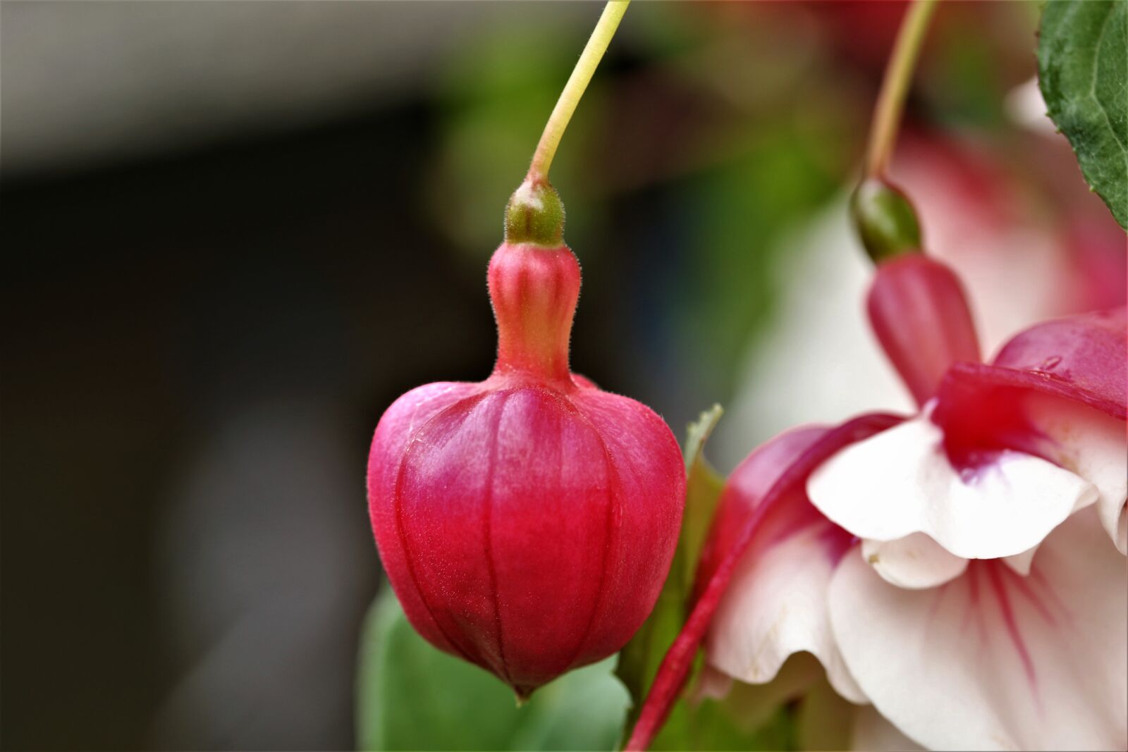 Canon EOS 7D Mark II sample photo. Flower, bud, nature photography