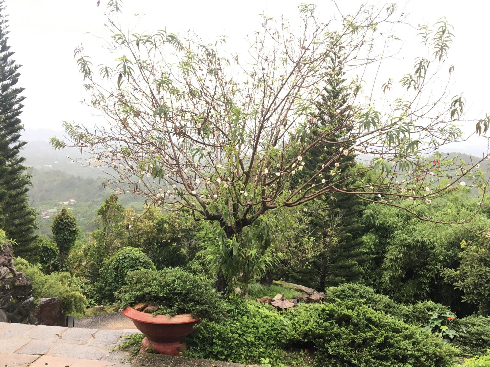 iPhone 6s back camera 4.15mm f/2.2 sample photo. Lonely tree, spirit hidden photography